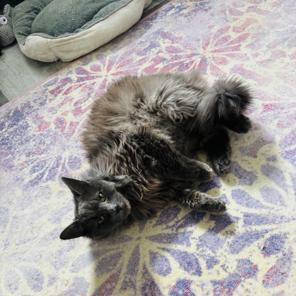 Nimbus — thumbnail 4