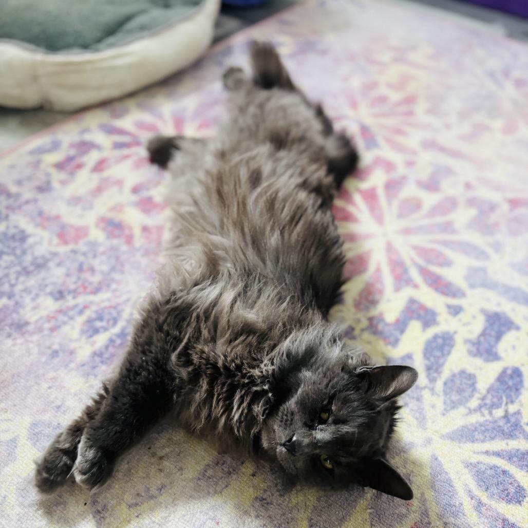 Nimbus — thumbnail 6