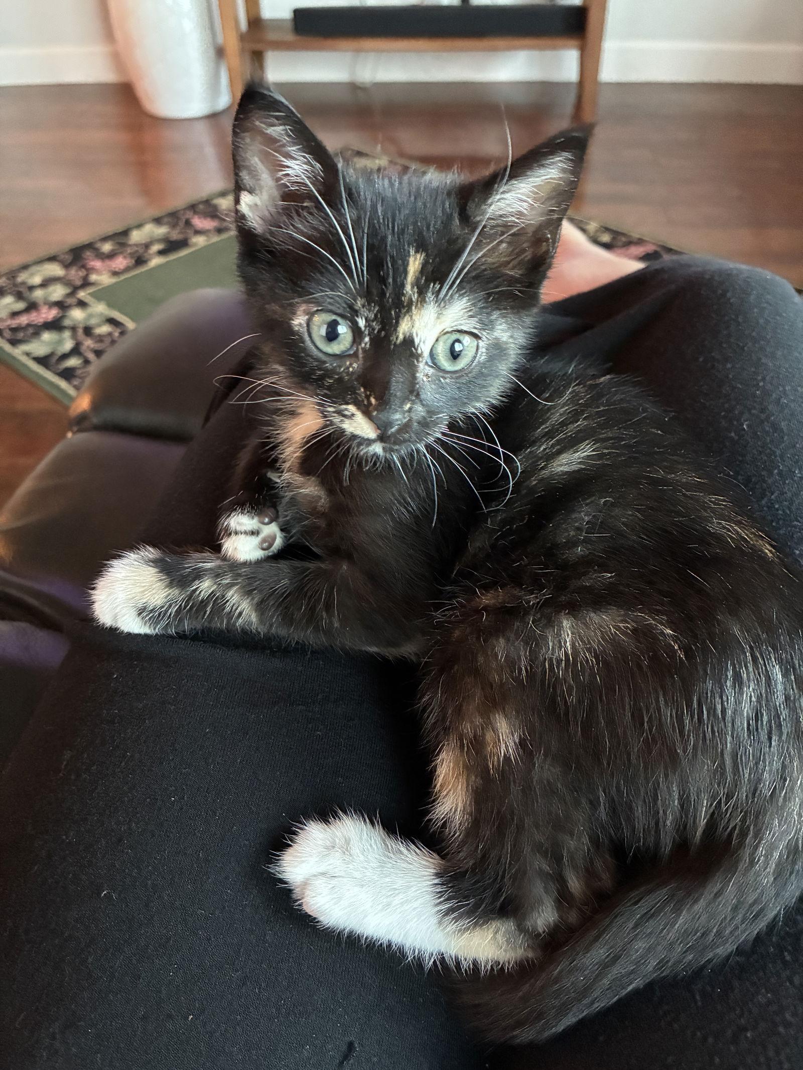 Trudi, Adopted, Kitten Female Tortoiseshell.