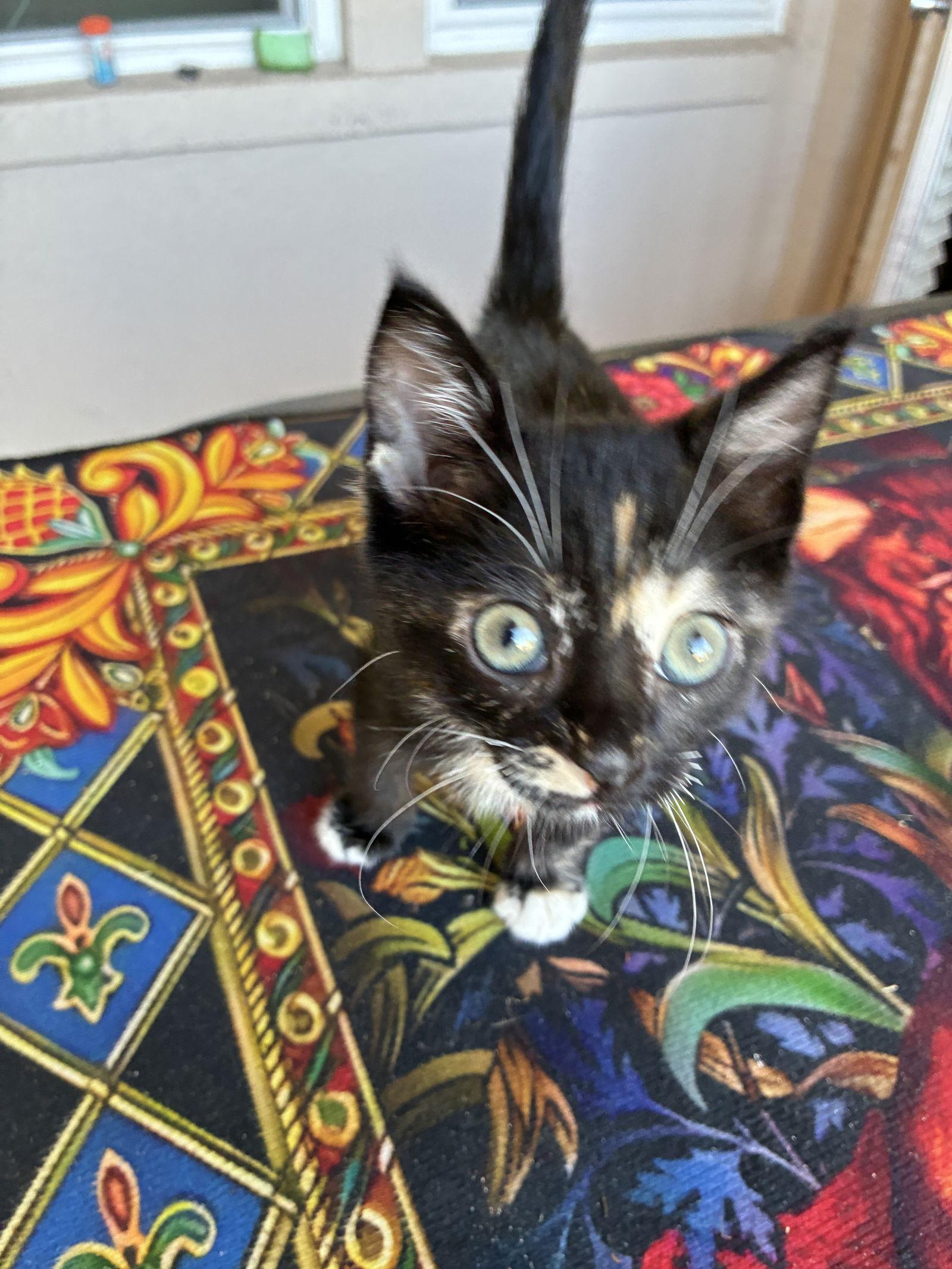 Enlarge Trudi, a Adopted Tortoiseshell in Orlando, FL image 2/3