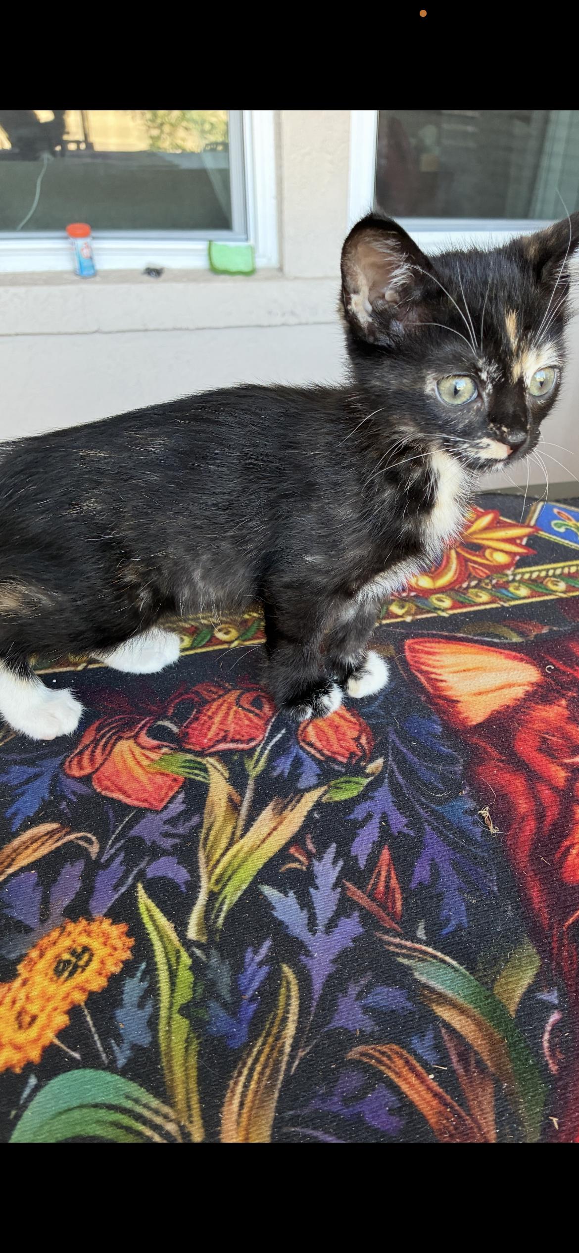 Enlarge Trudi, a Adopted Tortoiseshell in Orlando, FL image 3/3