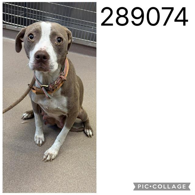 Enlarge LADY, a Adoptable mixed breed in Macon, GA image 1/1