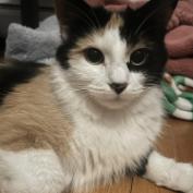 Enlarge Marmalade, a Adopted Calico in New Milford, CT image 1/1