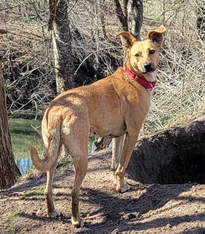 Pacaya, a Adoptable mixed breed in Brattleboro, VT image 4/6
