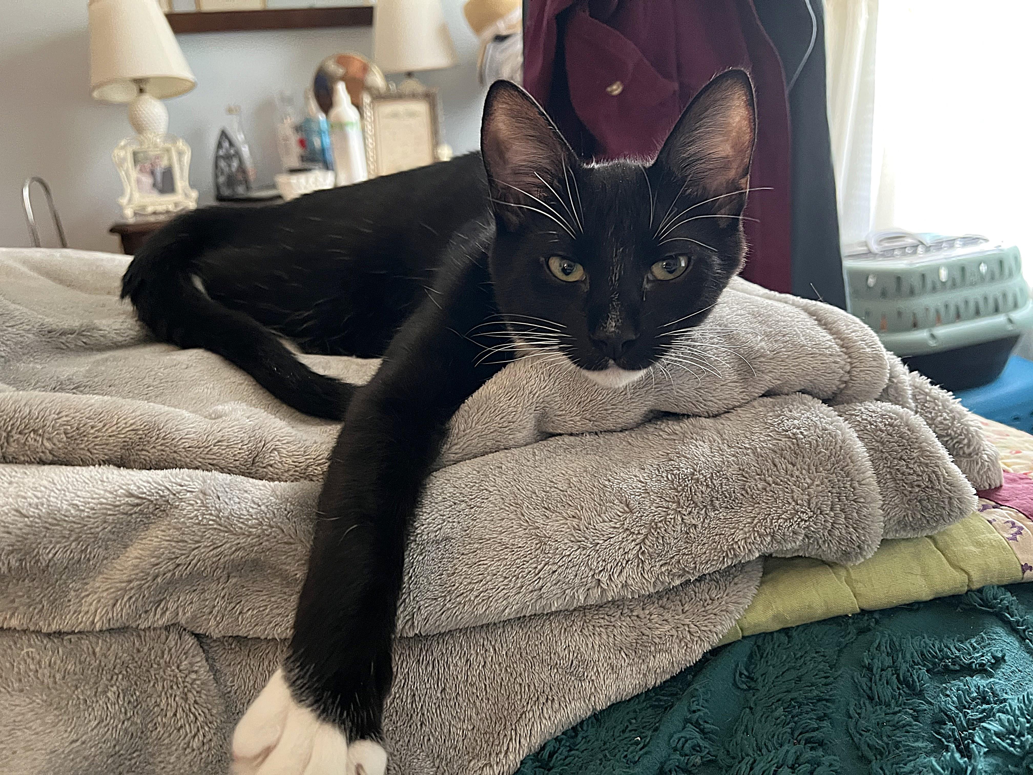 Enlarge Lorreth, a ADOPTABLE Domestic Short Hair in Apex, NC image 2/6