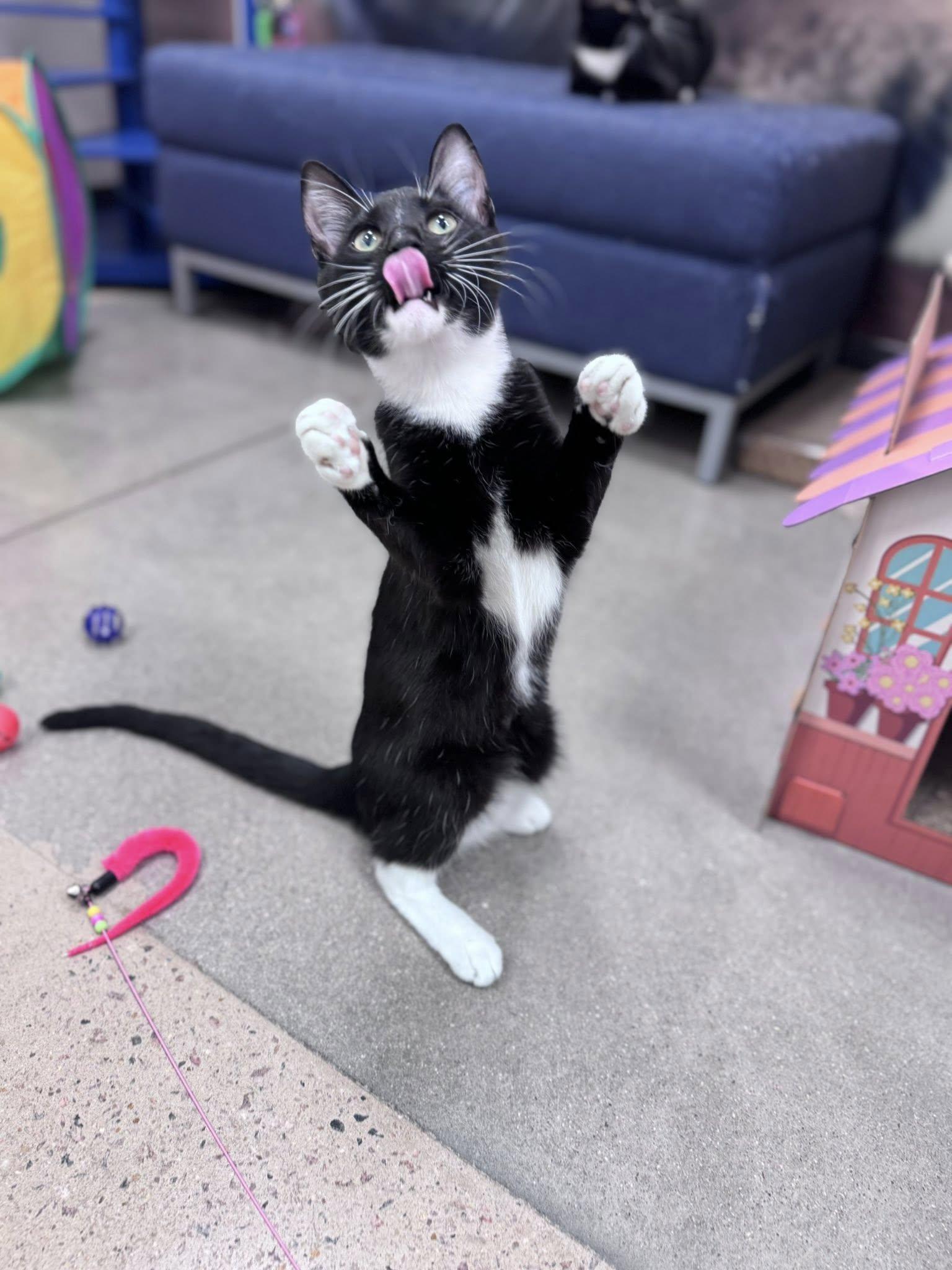 Enlarge Lorreth, a ADOPTABLE Domestic Short Hair in Apex, NC image 5/6