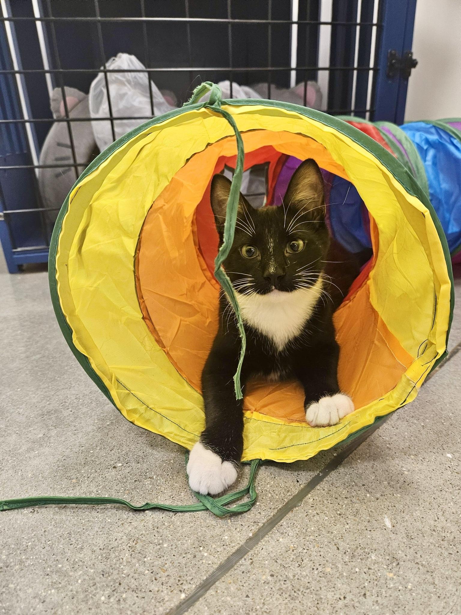 Enlarge Lorreth, a ADOPTABLE Domestic Short Hair in Apex, NC image 6/6