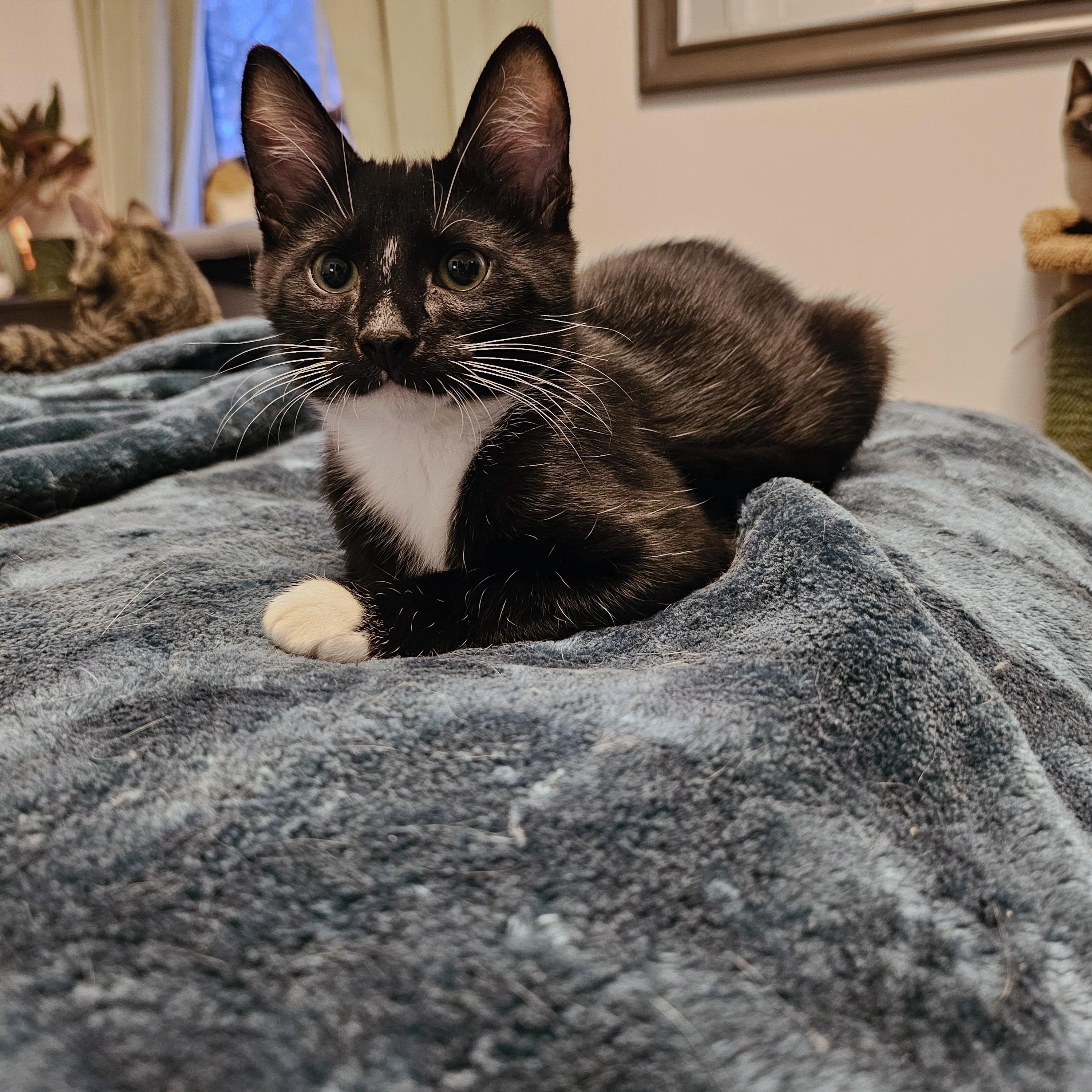 Enlarge Lorreth, a ADOPTABLE Domestic Short Hair in Apex, NC image 3/6