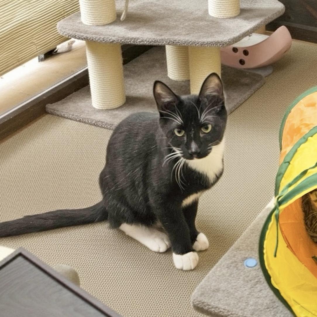 Enlarge Lorreth, a ADOPTABLE Domestic Short Hair in Apex, NC image 1/6