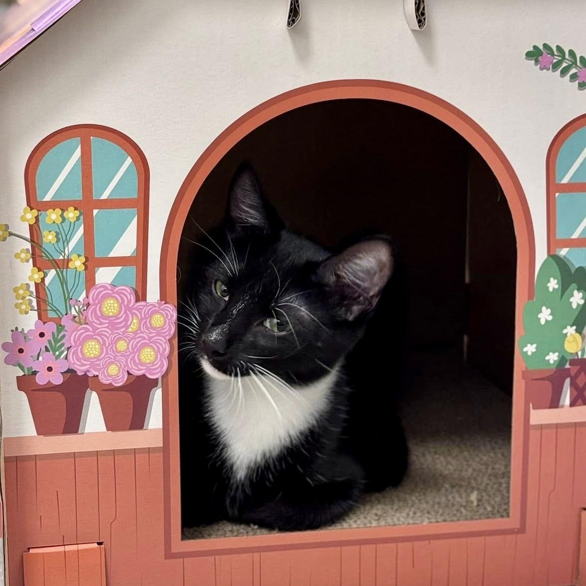 Enlarge Lorreth, a ADOPTABLE Domestic Short Hair in Apex, NC image 4/6