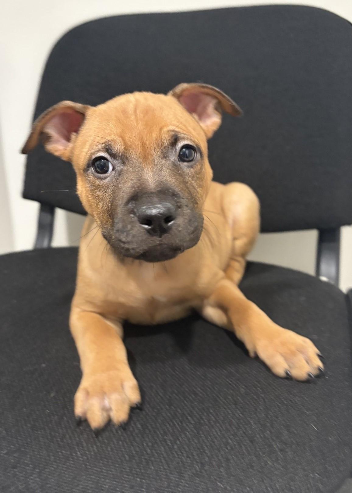 Zorro, an adoptable Pit Bull Terrier in Grant, NE, 69140 | Photo Image 2