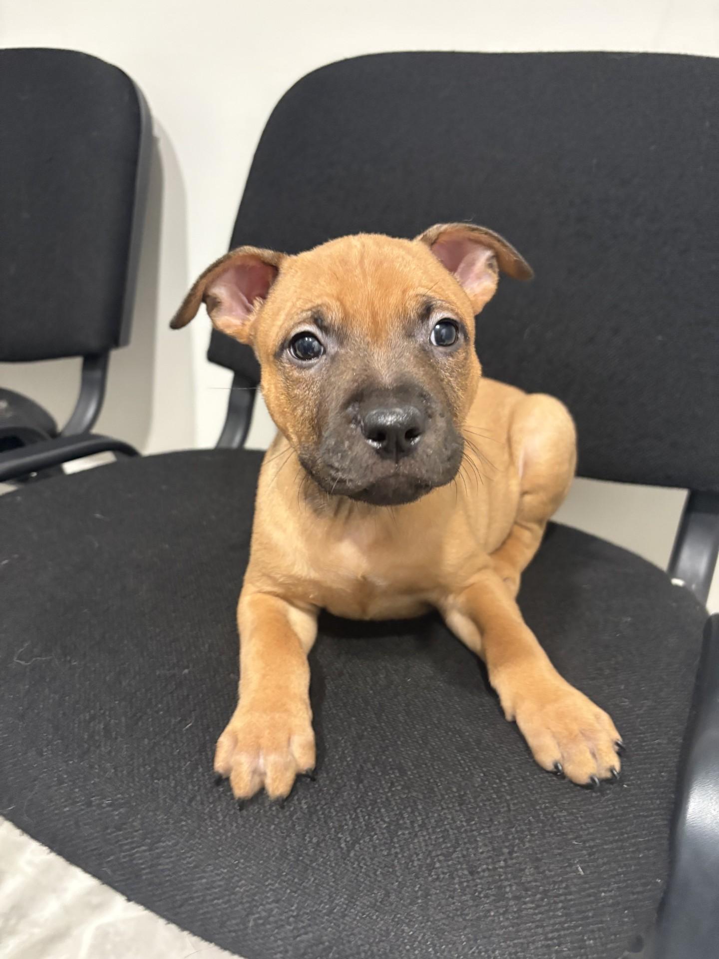 Zorro, an adoptable Pit Bull Terrier in Grant, NE, 69140 | Photo Image 1