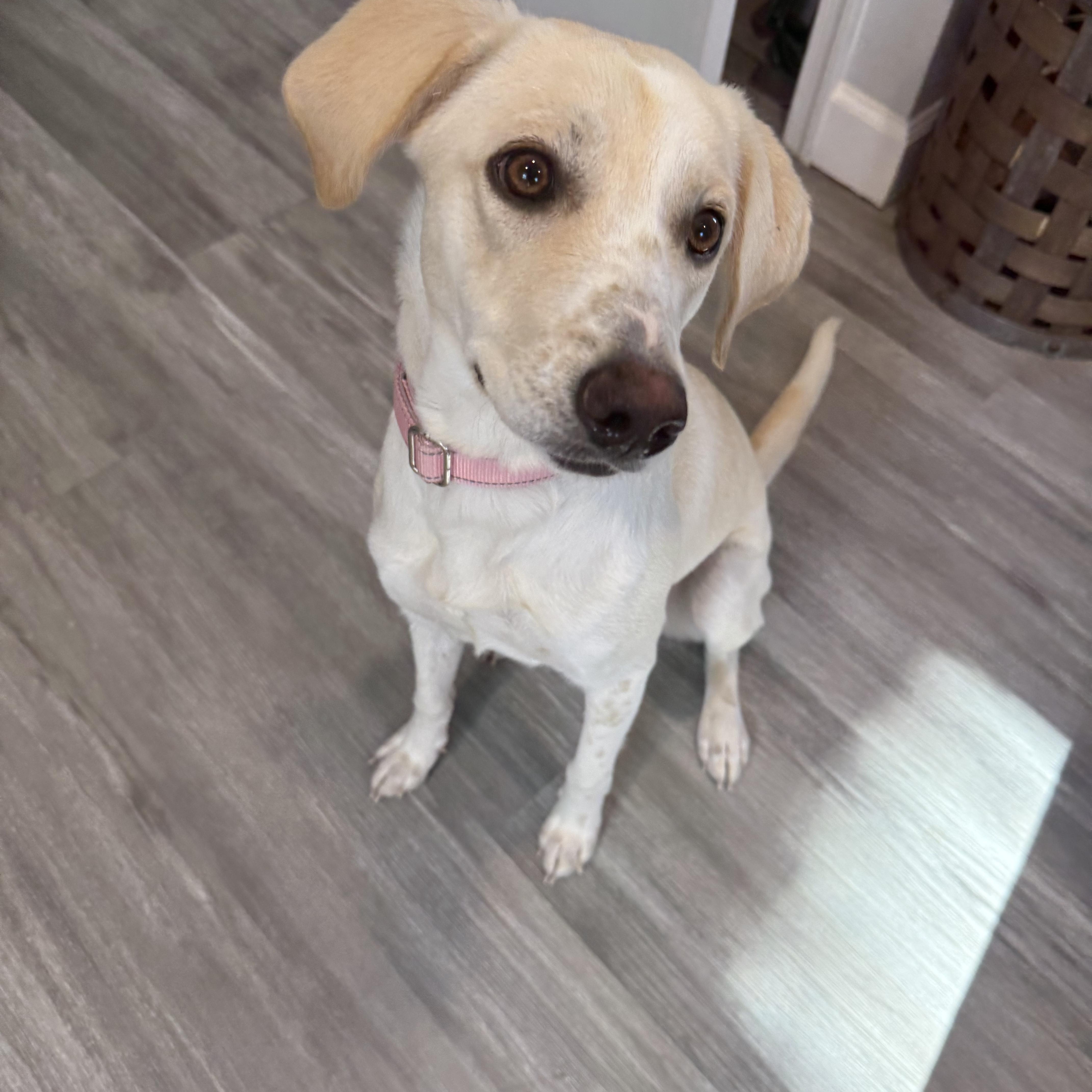 Novia, a ADOPTABLE mixed breed in Hughesville, MD image 6/6