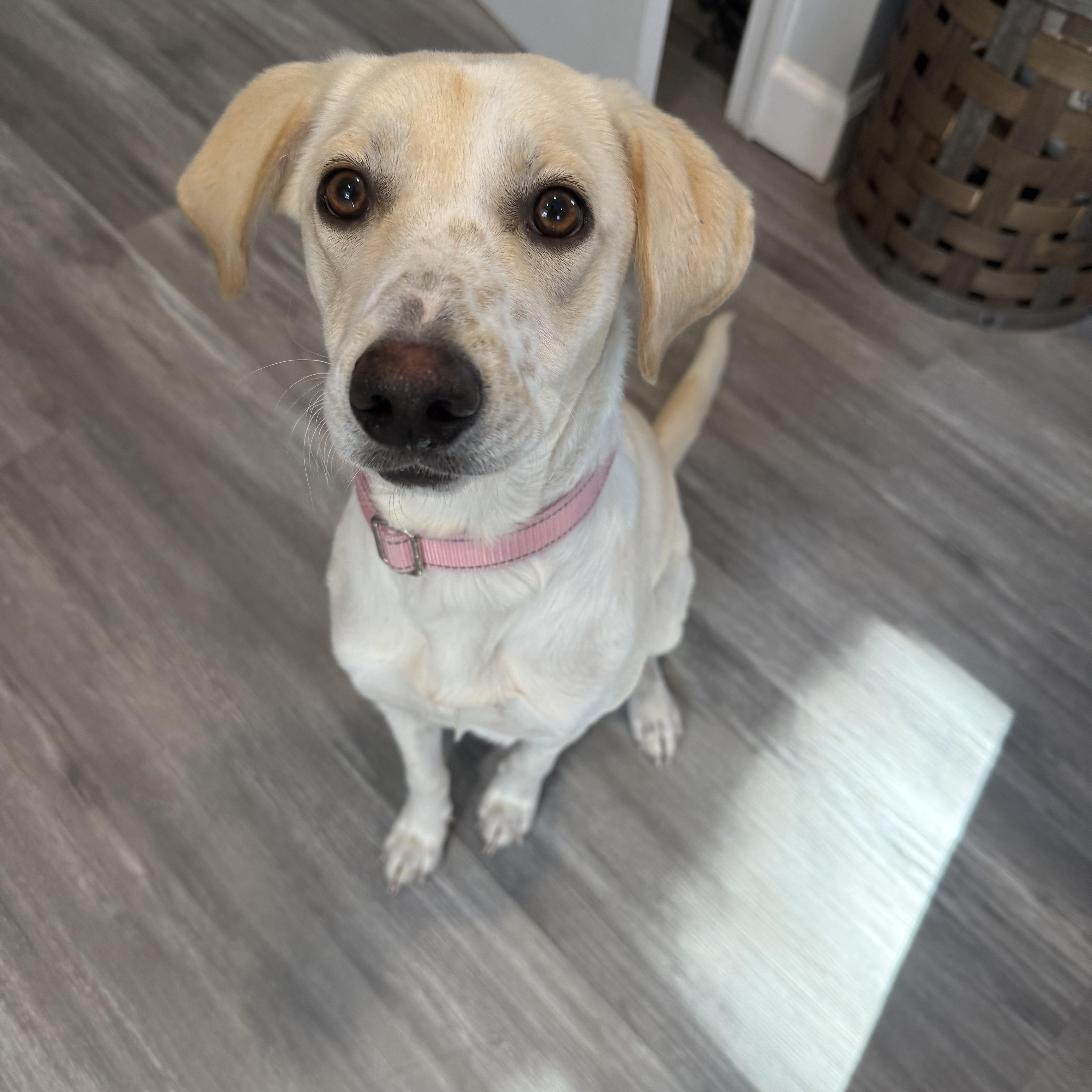 Novia, ADOPTABLE, Young Female Labrador Retriever.