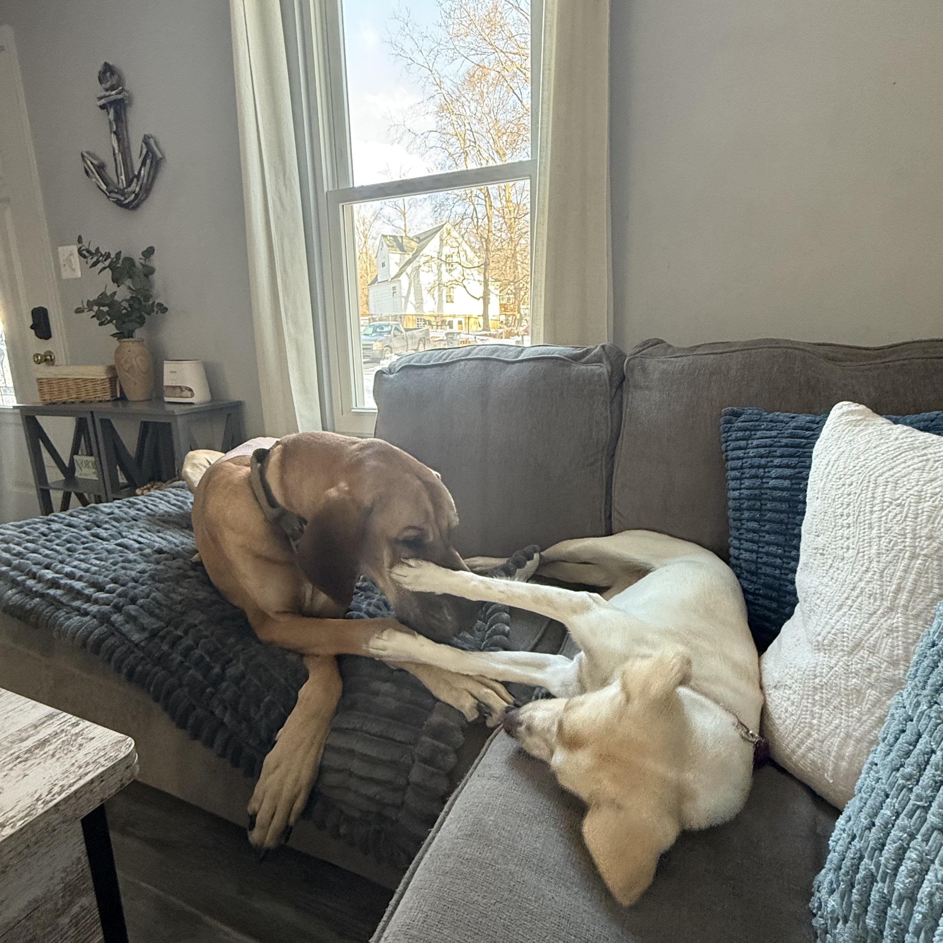 Novia, a ADOPTABLE mixed breed in Hughesville, MD image 5/6