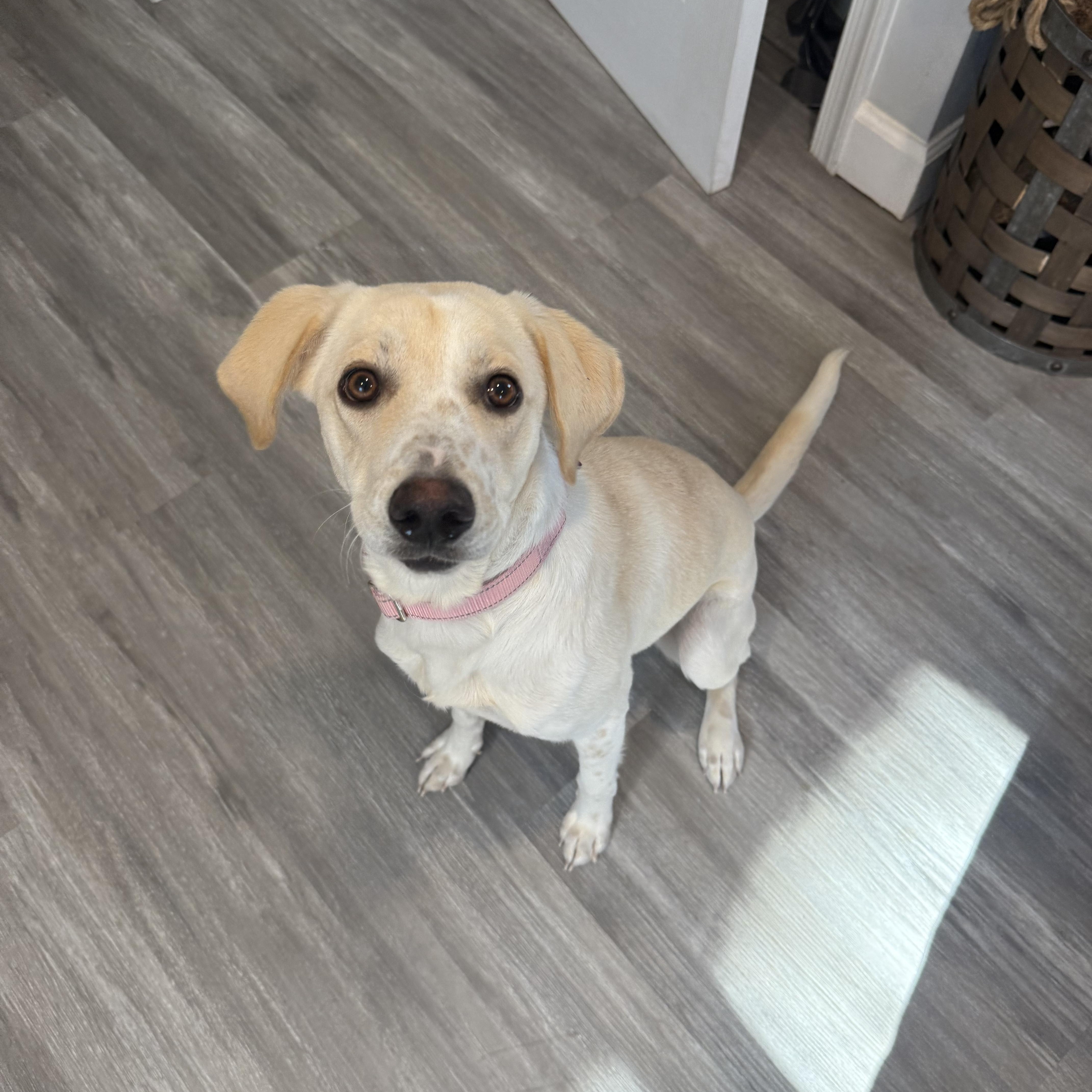 Novia, a ADOPTABLE mixed breed in Hughesville, MD image 3/6