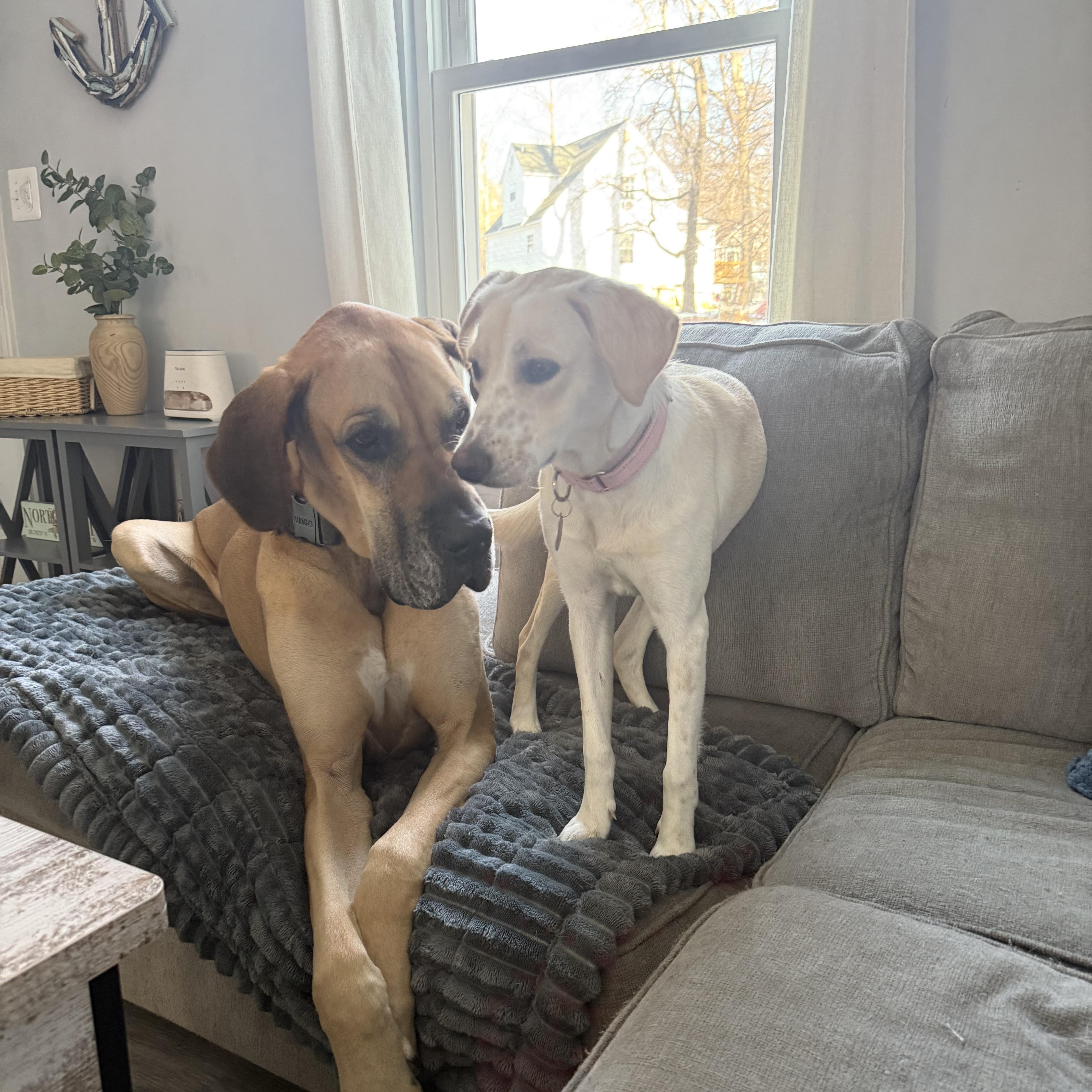 Novia, a ADOPTABLE mixed breed in Hughesville, MD image 4/6