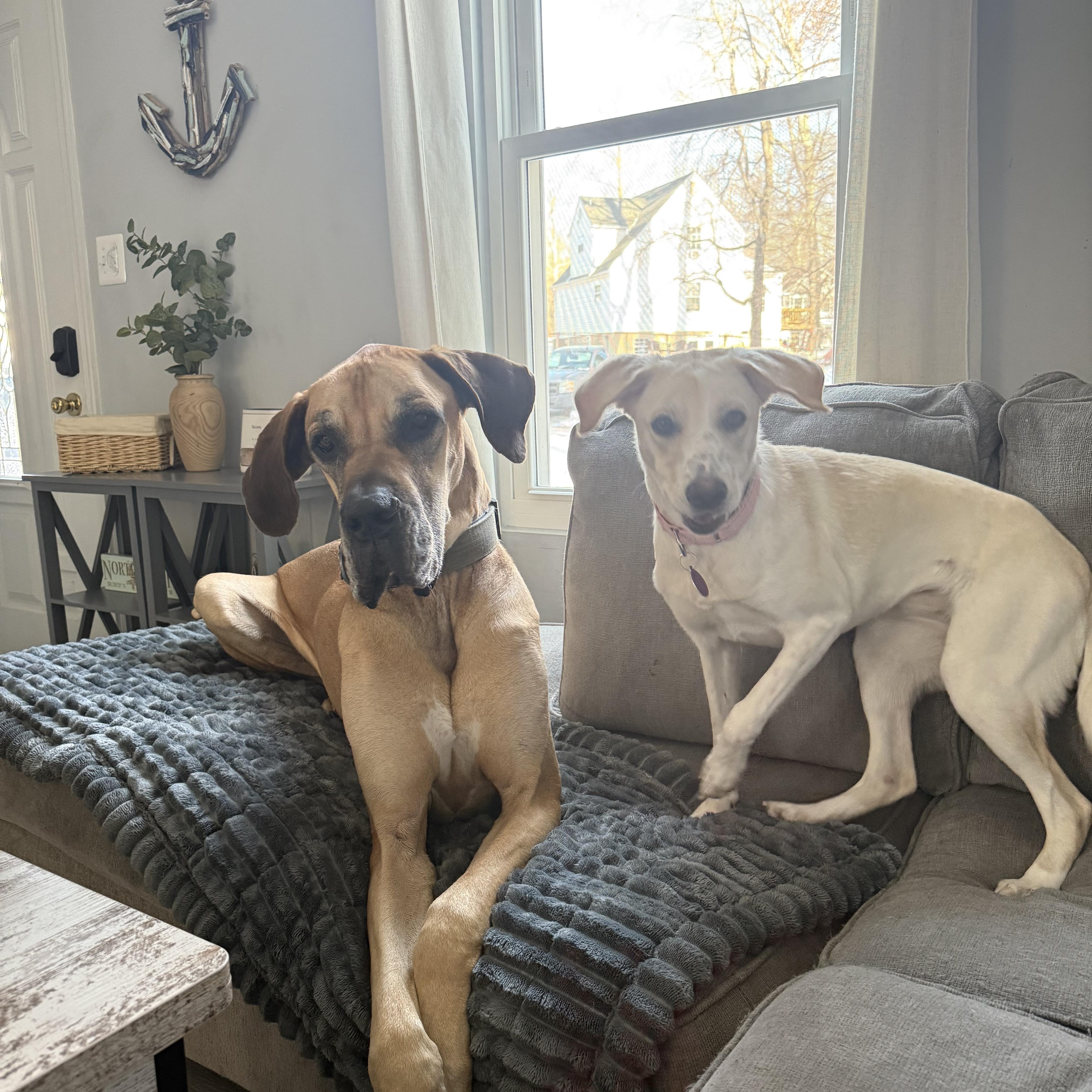 Novia, a ADOPTABLE mixed breed in Hughesville, MD image 2/6