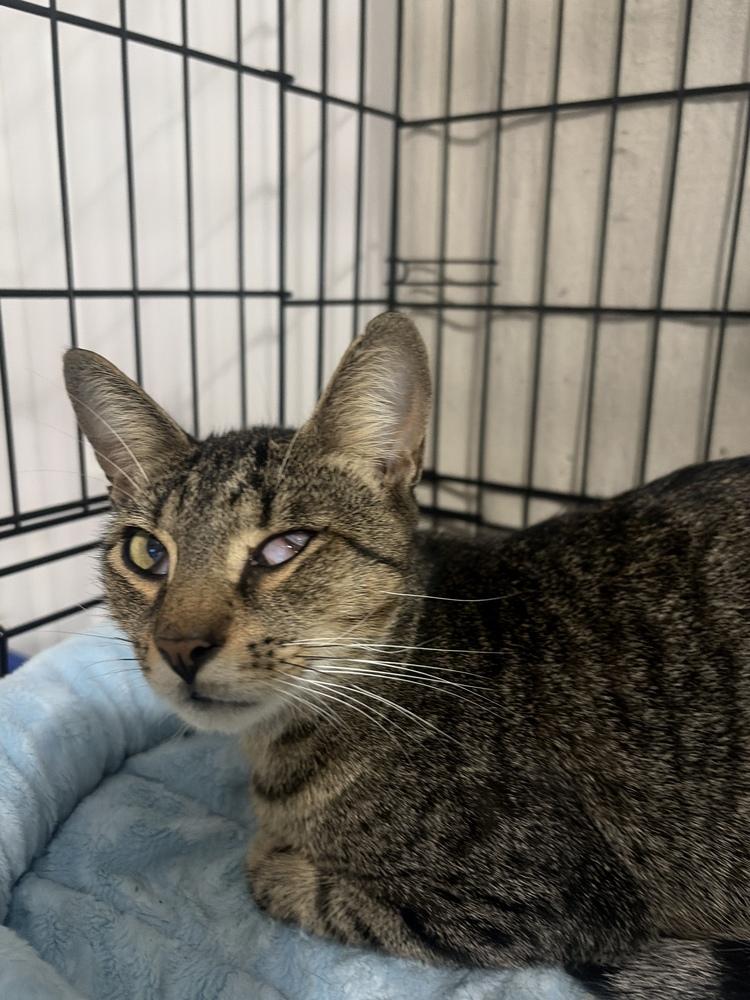 Benny, Adoptable, Young Male Domestic Short Hair.