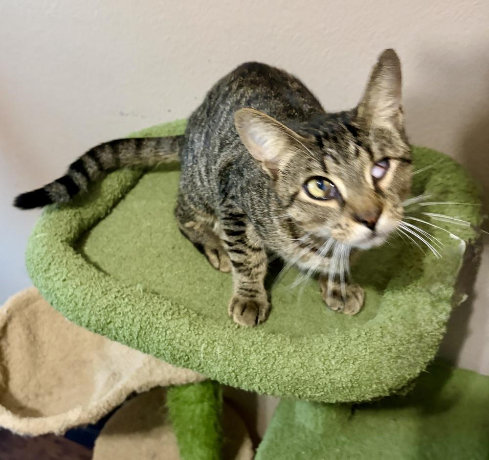 Enlarge Benny, a Adoptable Domestic Short Hair in Orlando, FL image 2/3