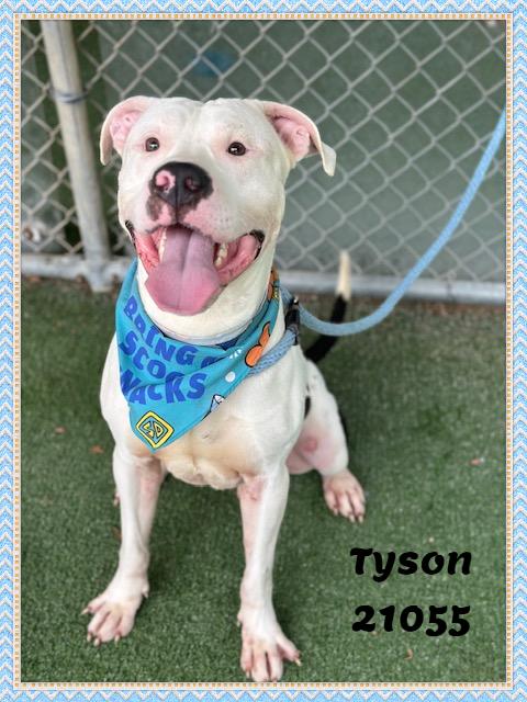 Enlarge TYSON, a ADOPTABLE mixed breed in Marietta, GA image 3/5