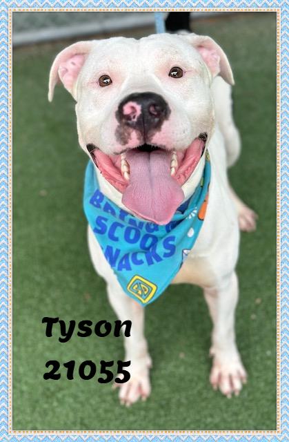 TYSON, ADOPTABLE, Young Male American Bulldog.