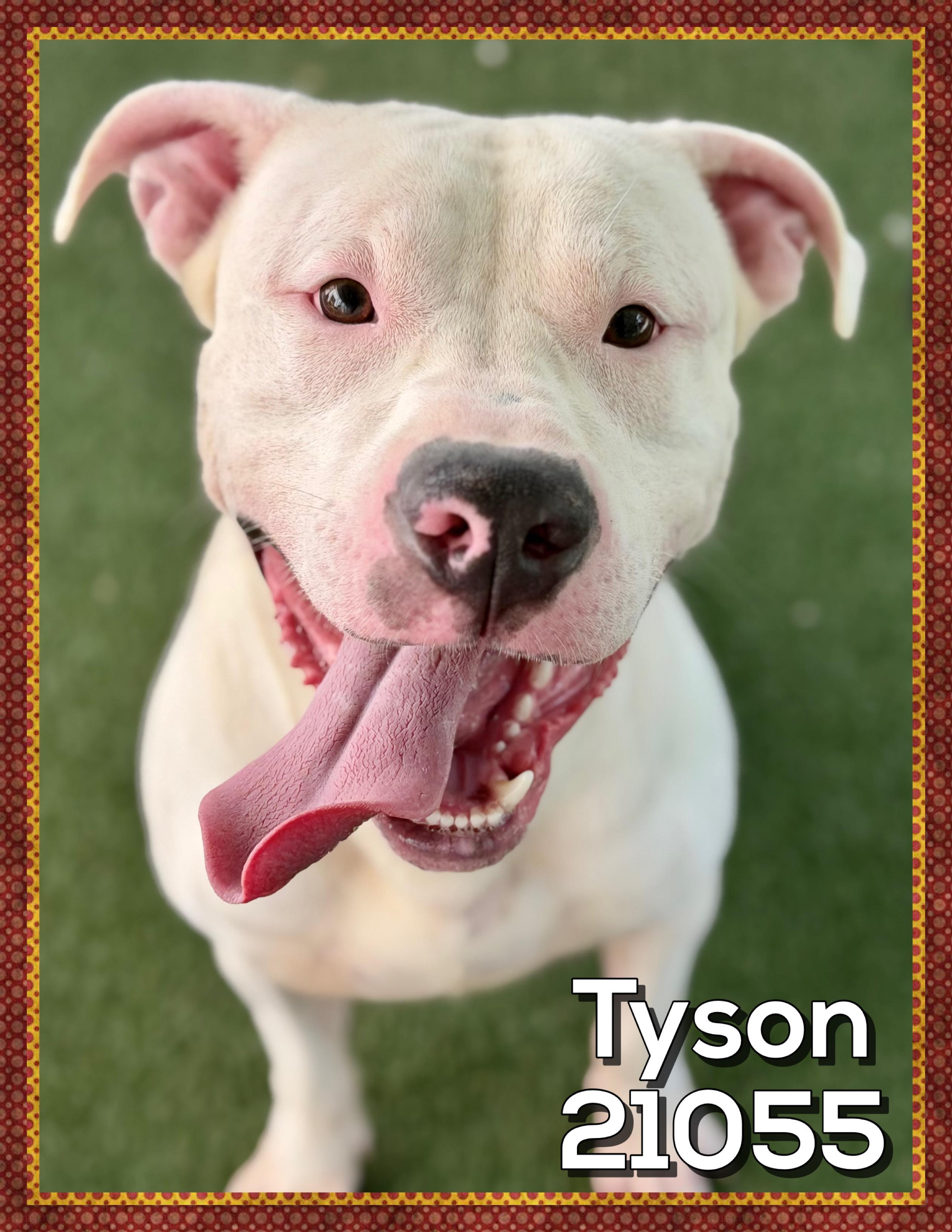 Enlarge TYSON, a ADOPTABLE mixed breed in Marietta, GA image 2/5