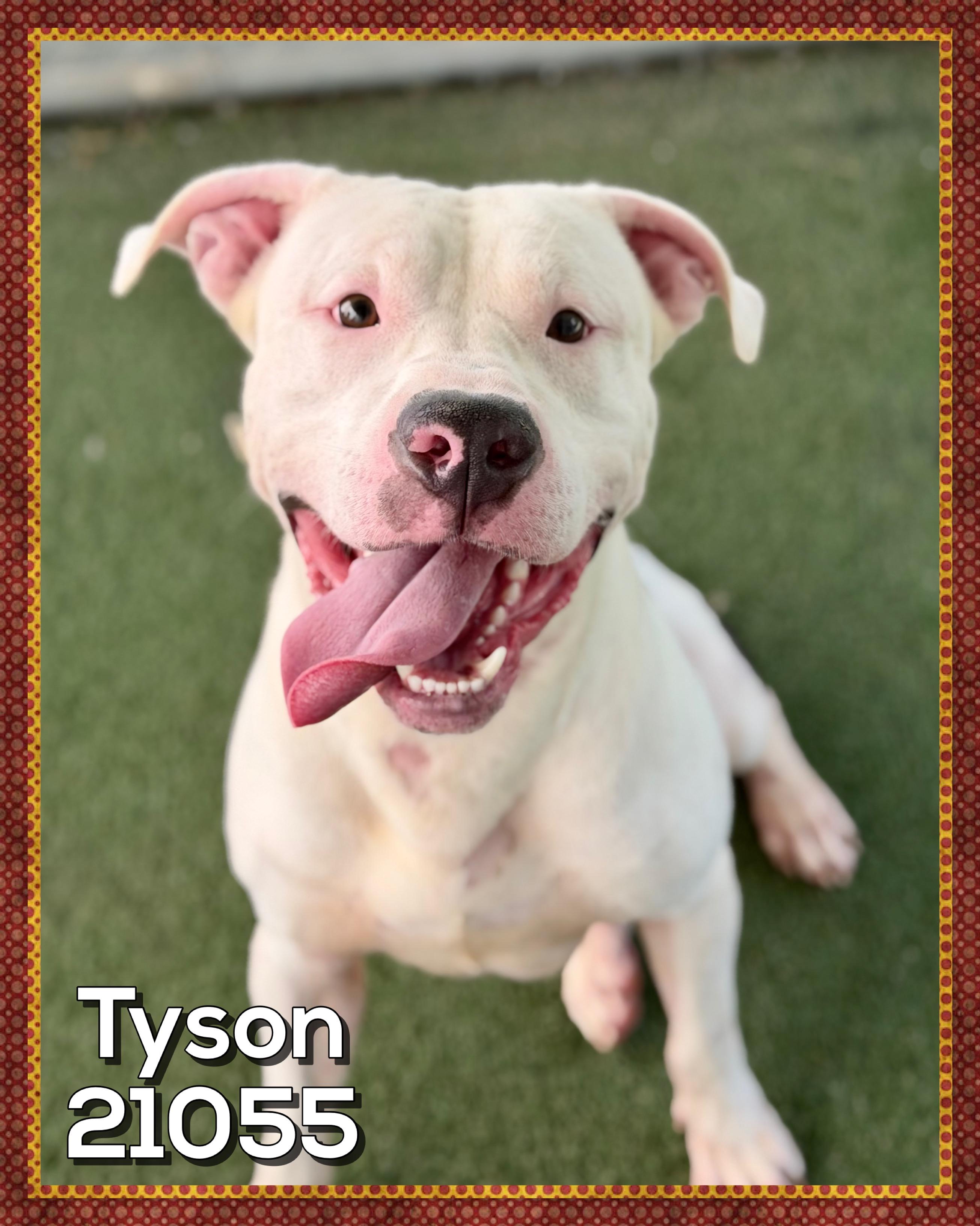 Enlarge TYSON, a ADOPTABLE mixed breed in Marietta, GA image 4/5