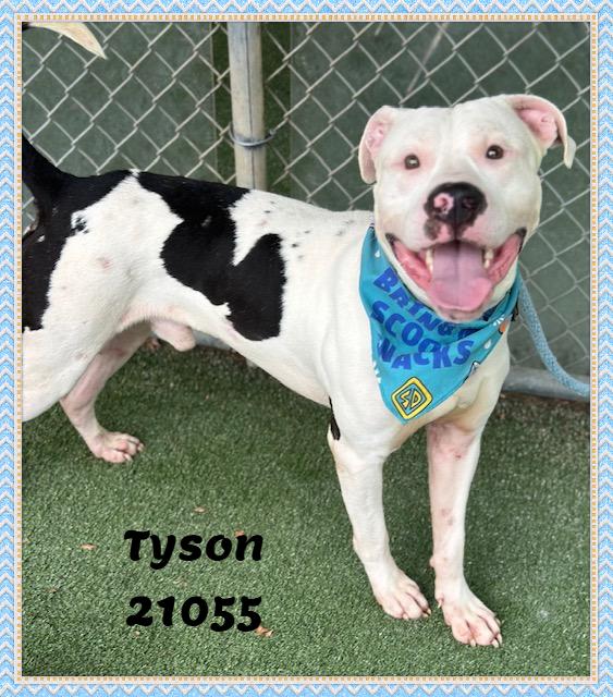 Enlarge TYSON, a ADOPTABLE mixed breed in Marietta, GA image 5/5