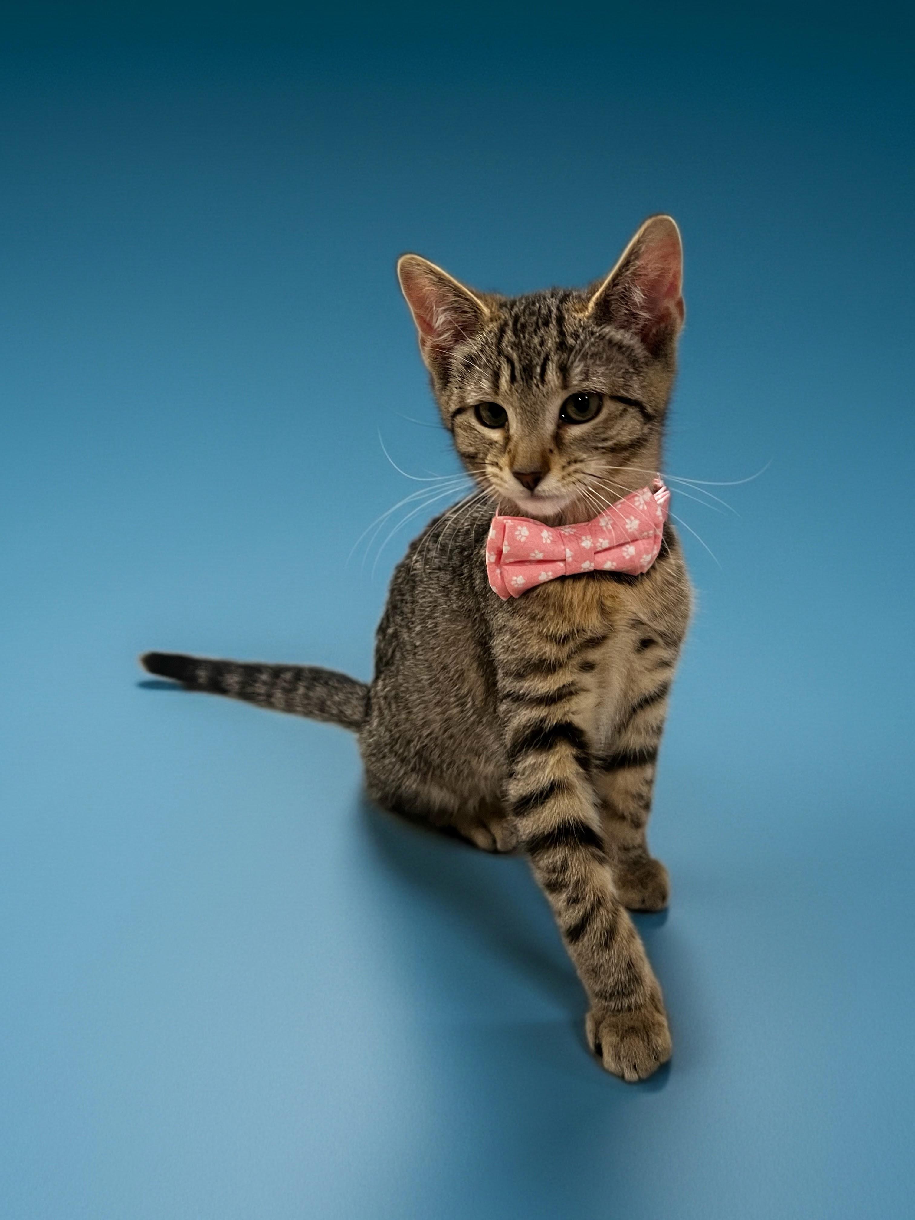 Wasabi, an adopted mixed breed in Syosset, NY image 4/4