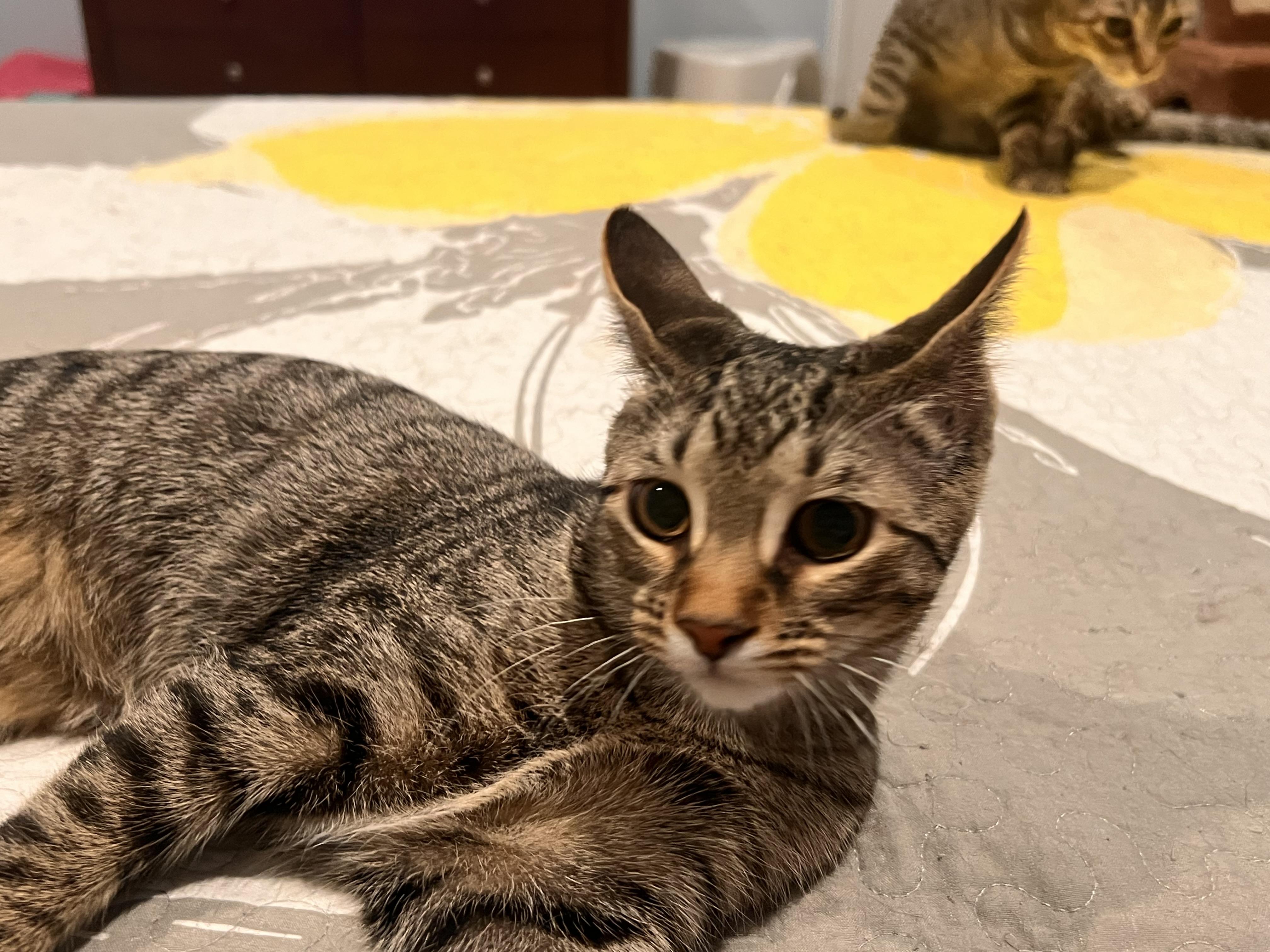 Wasabi, an adopted mixed breed in Syosset, NY image 2/4