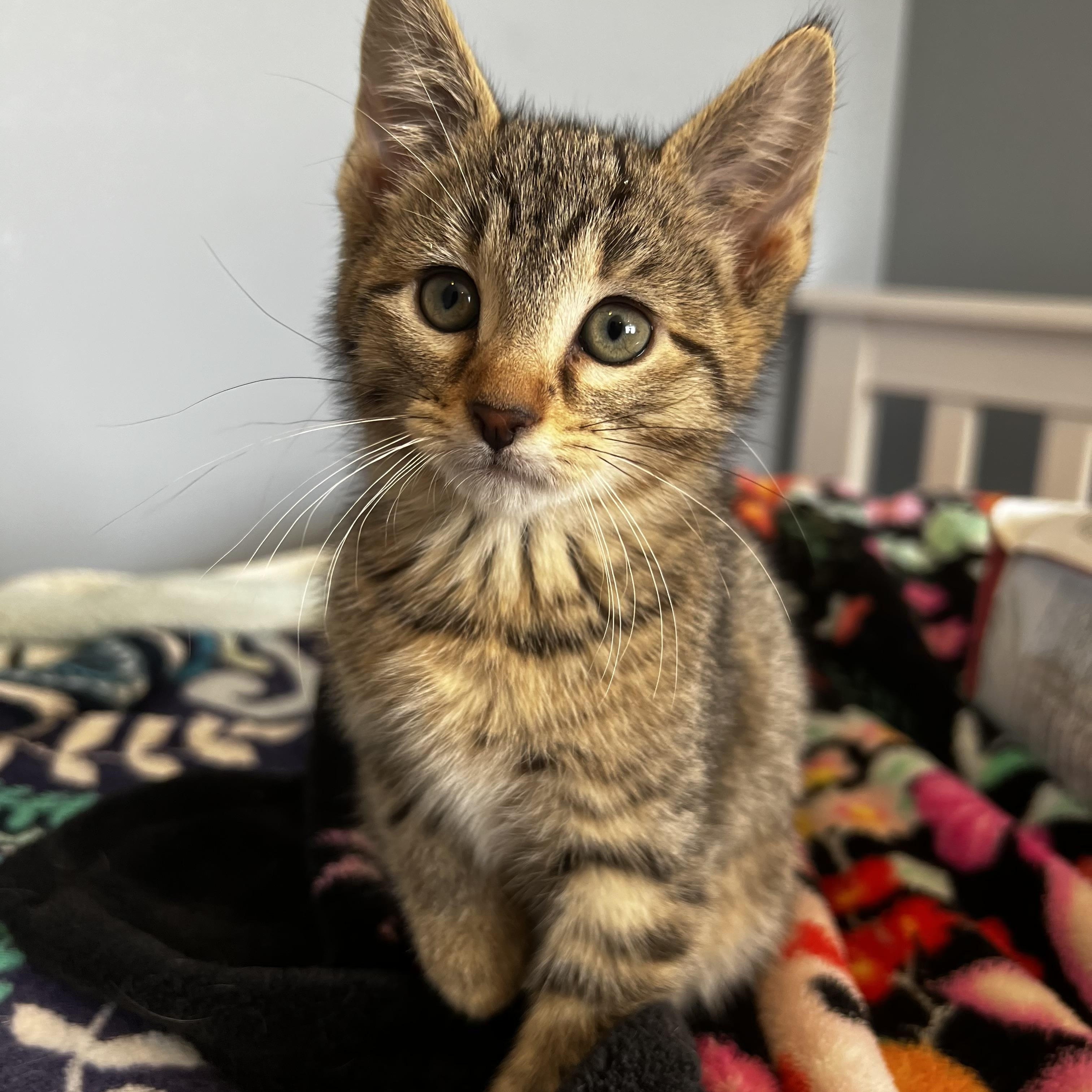 Wasabi, adopted, Kitten Female Domestic Short Hair.