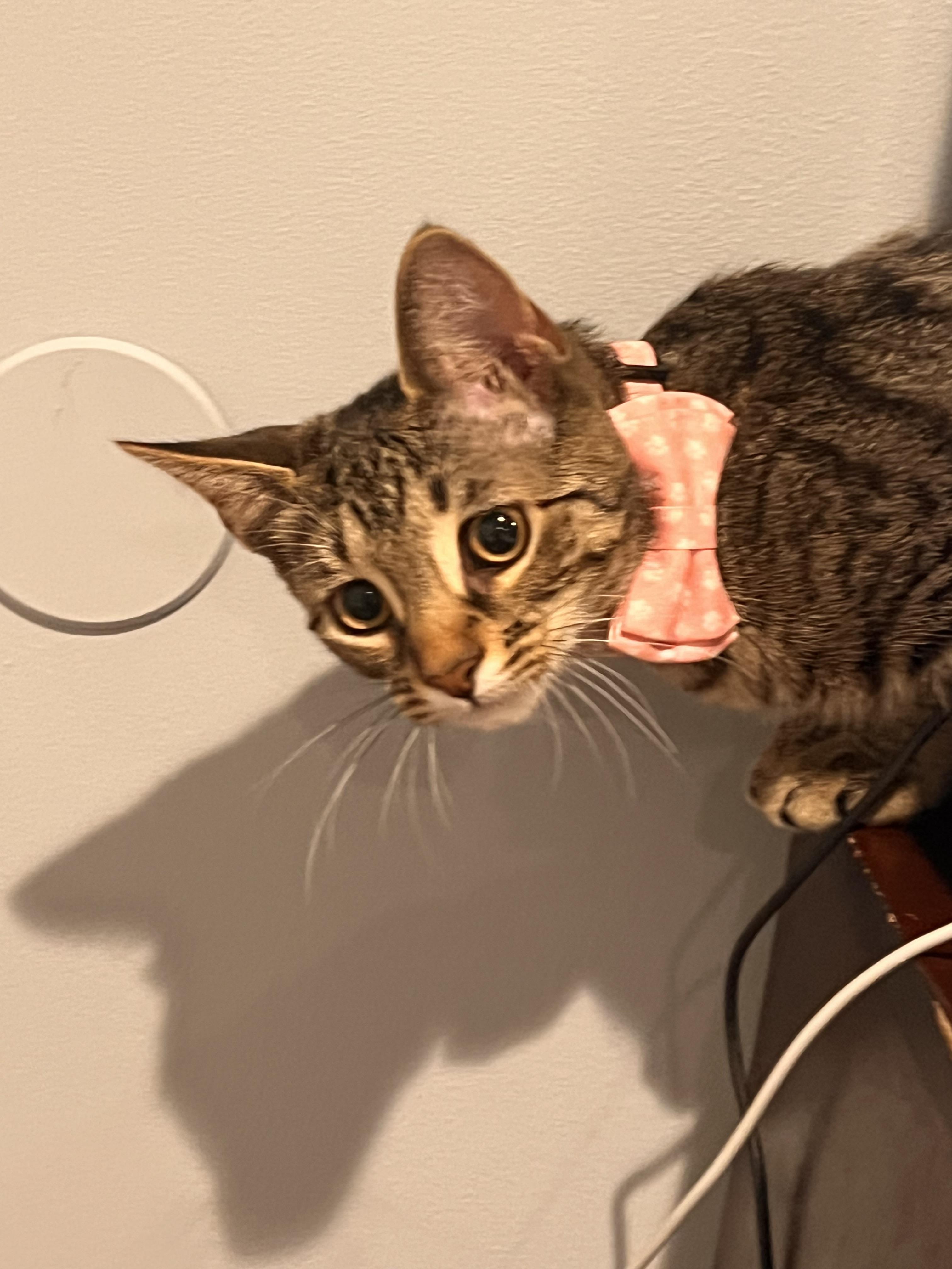 Wasabi, an adopted mixed breed in Syosset, NY image 3/4