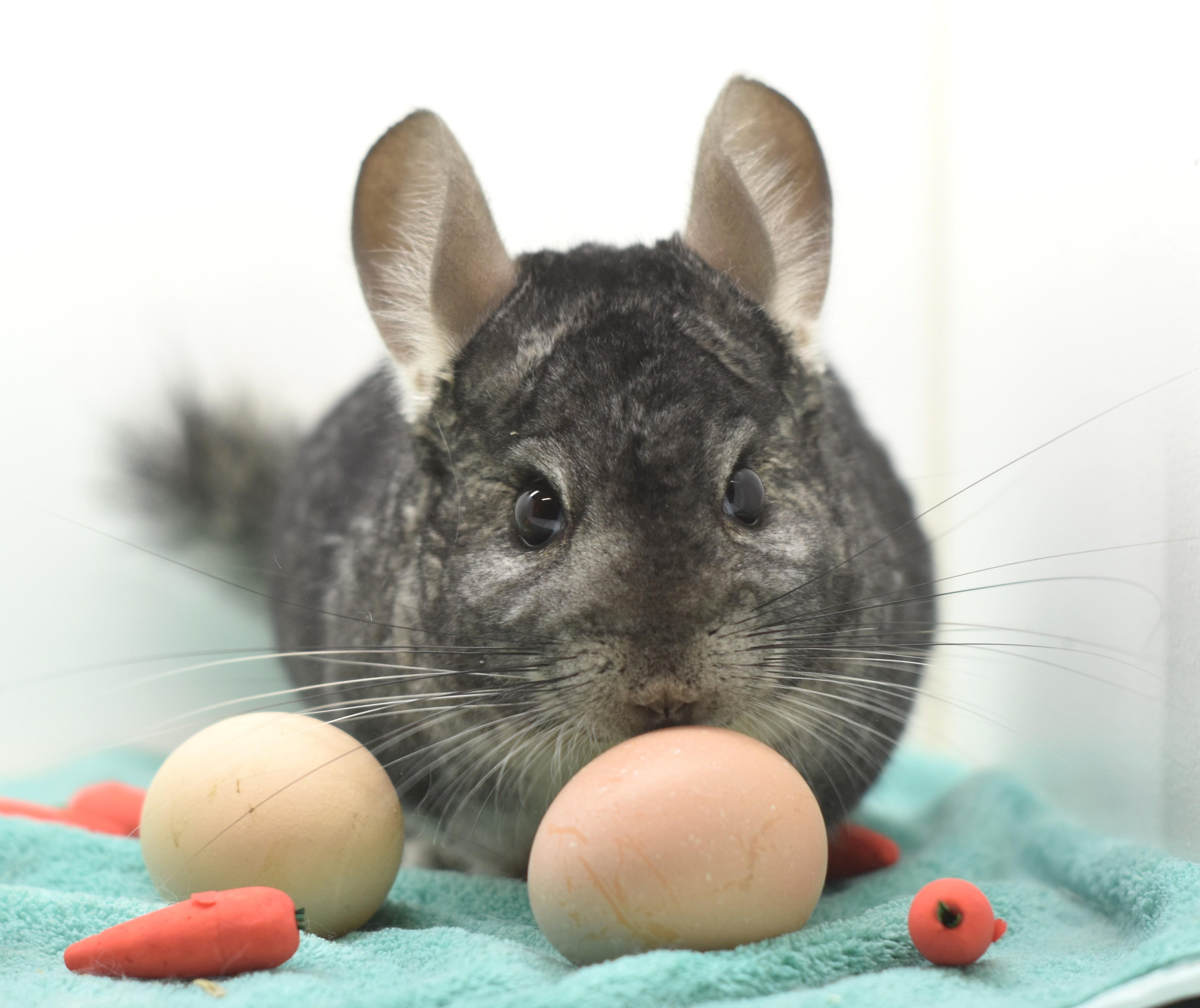 Finley , ADOPTABLE, Adult Male Chinchilla.