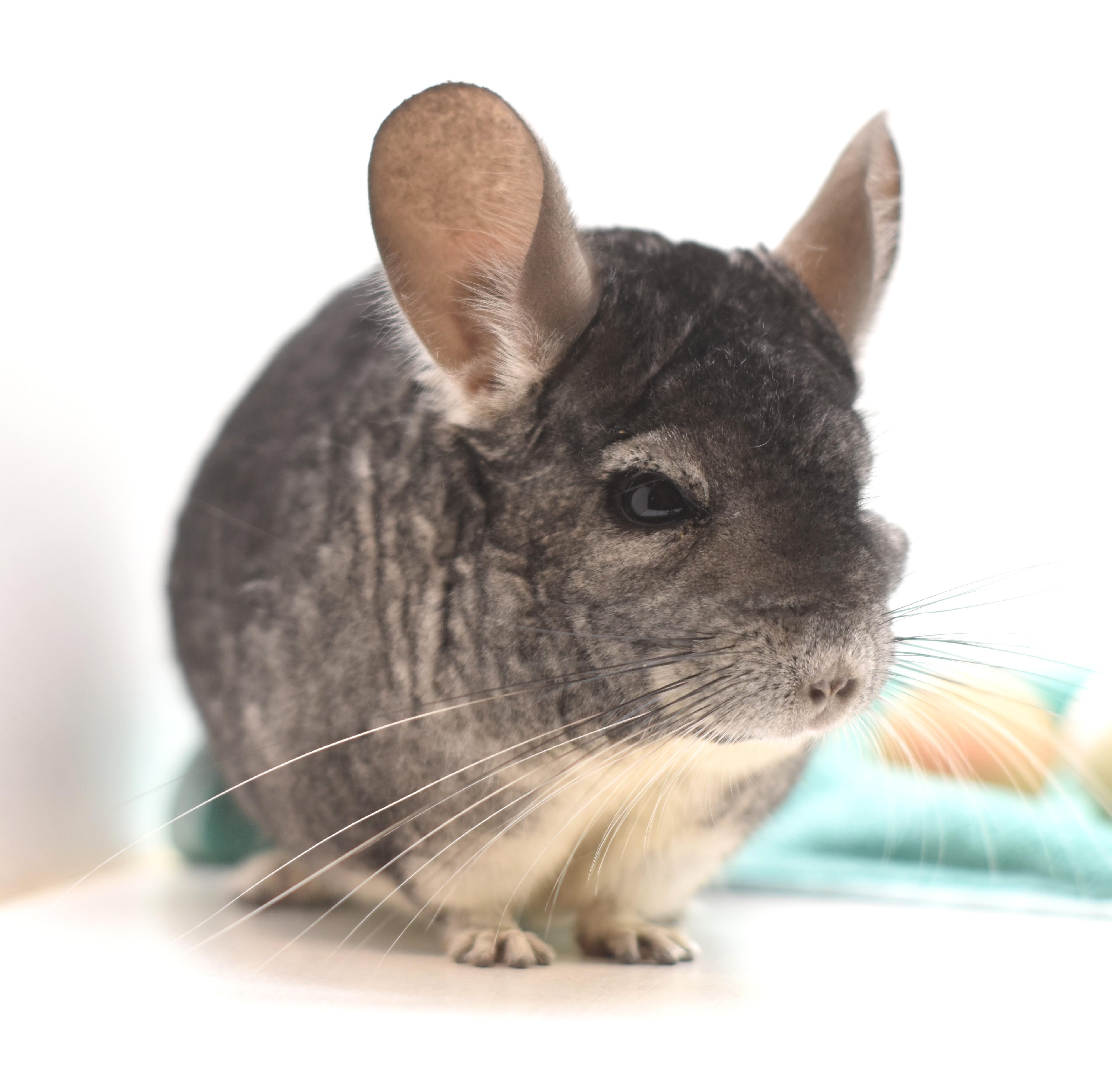 Enlarge Finley , a ADOPTABLE Chinchilla in Wolcott, IN image 6/6