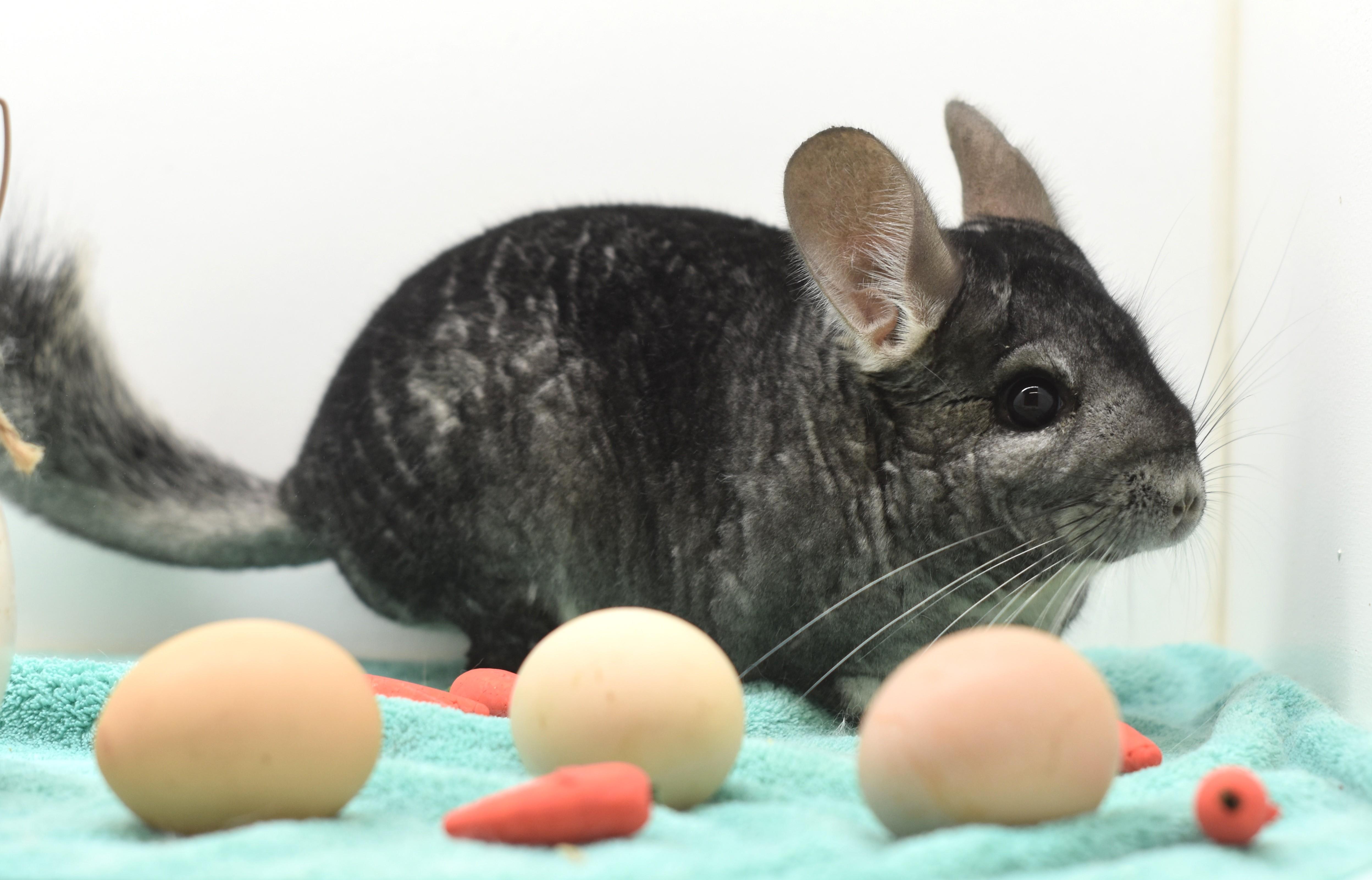 Enlarge Finley , a ADOPTABLE Chinchilla in Wolcott, IN image 4/6