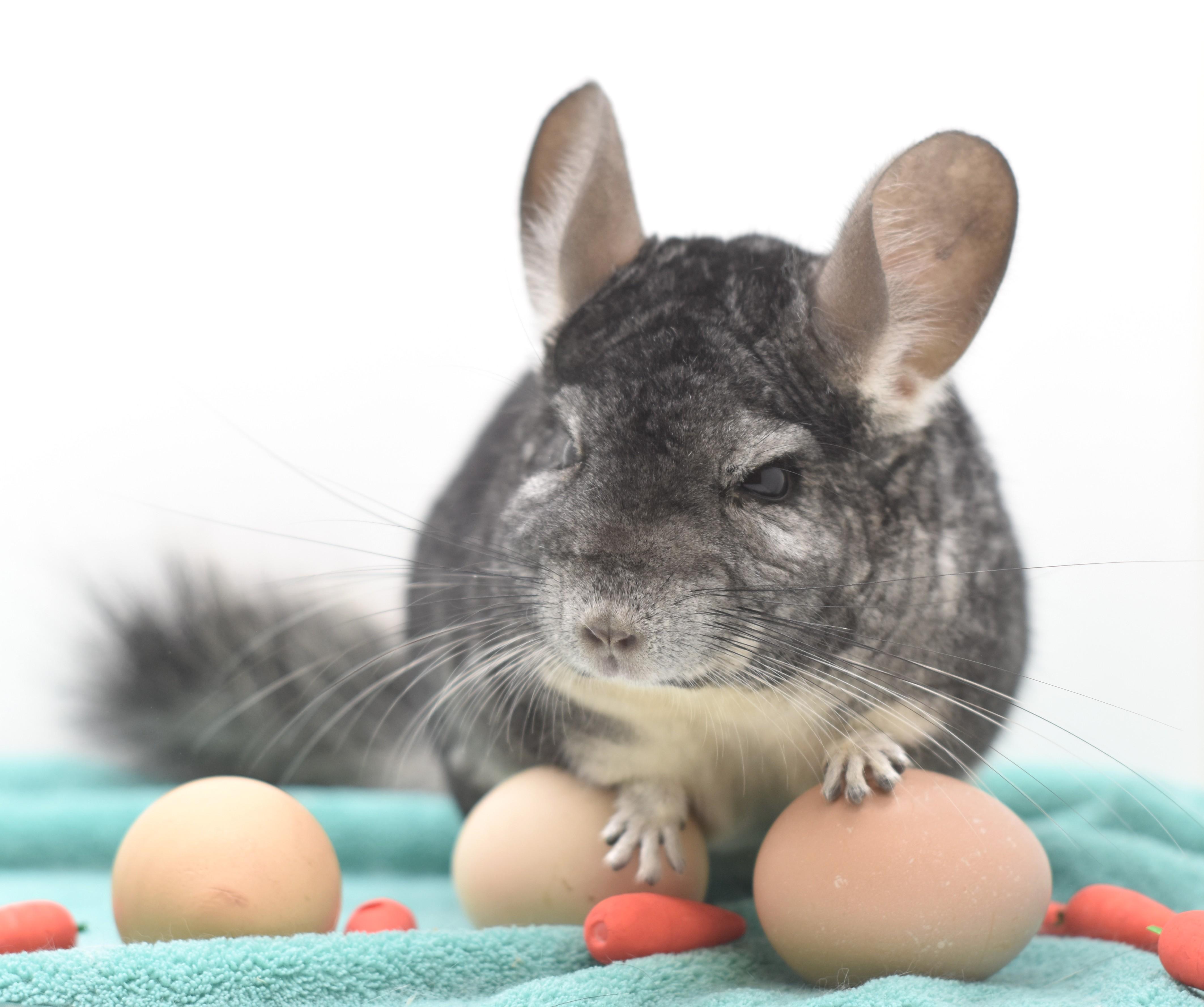 Enlarge Finley , a ADOPTABLE Chinchilla in Wolcott, IN image 5/6