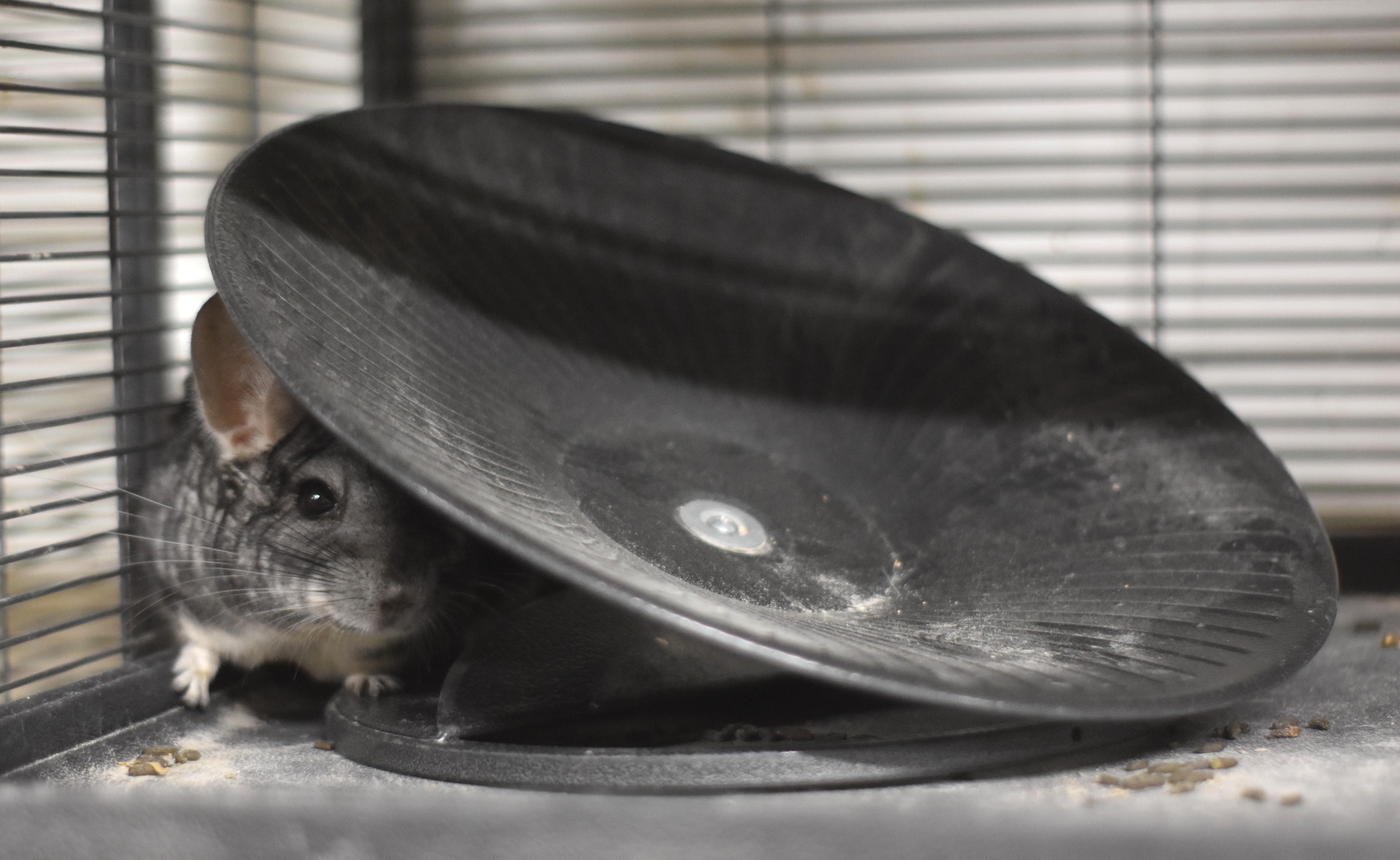 Enlarge Finley , a ADOPTABLE Chinchilla in Wolcott, IN image 2/6