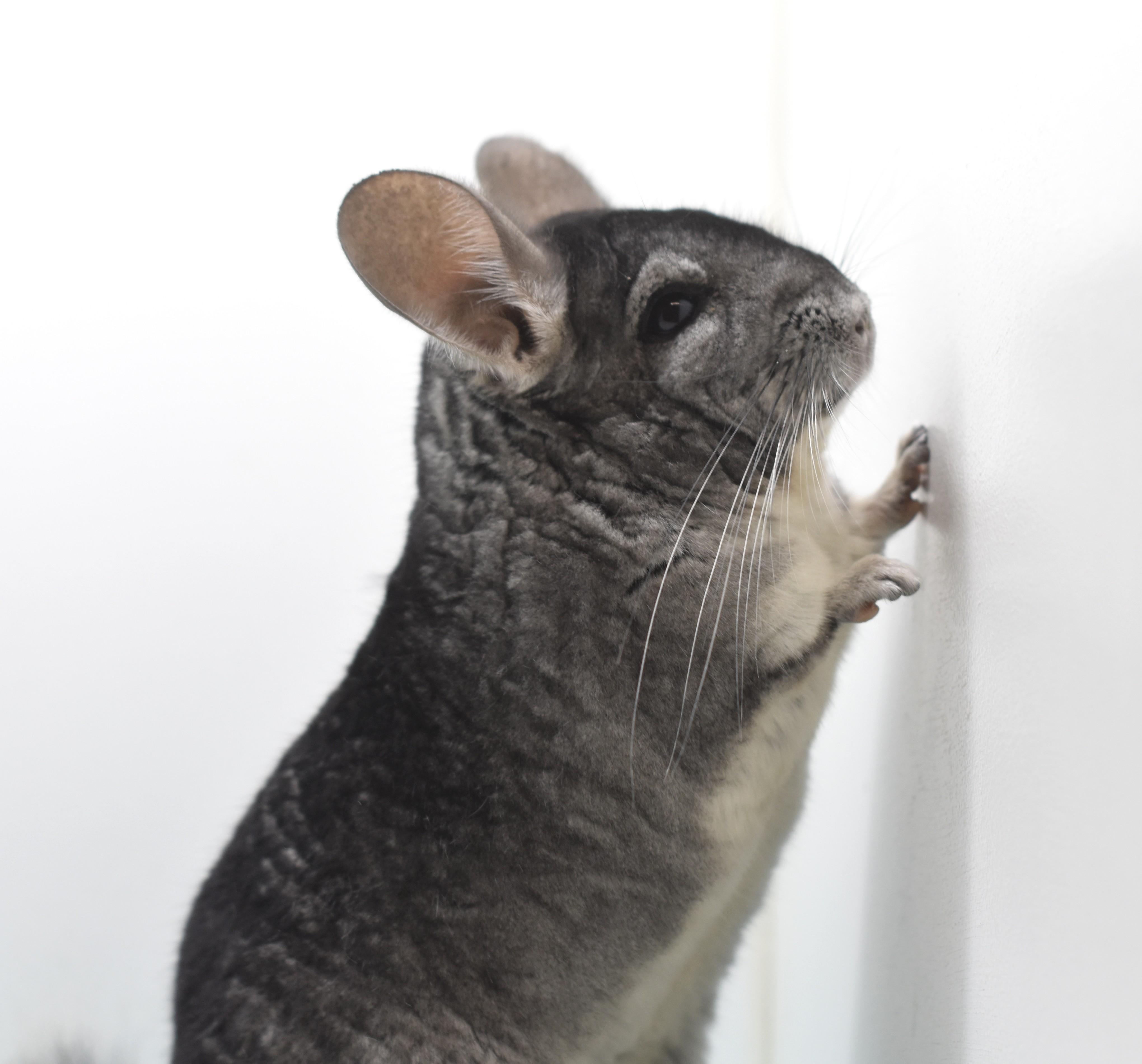 Enlarge Finley , a ADOPTABLE Chinchilla in Wolcott, IN image 3/6