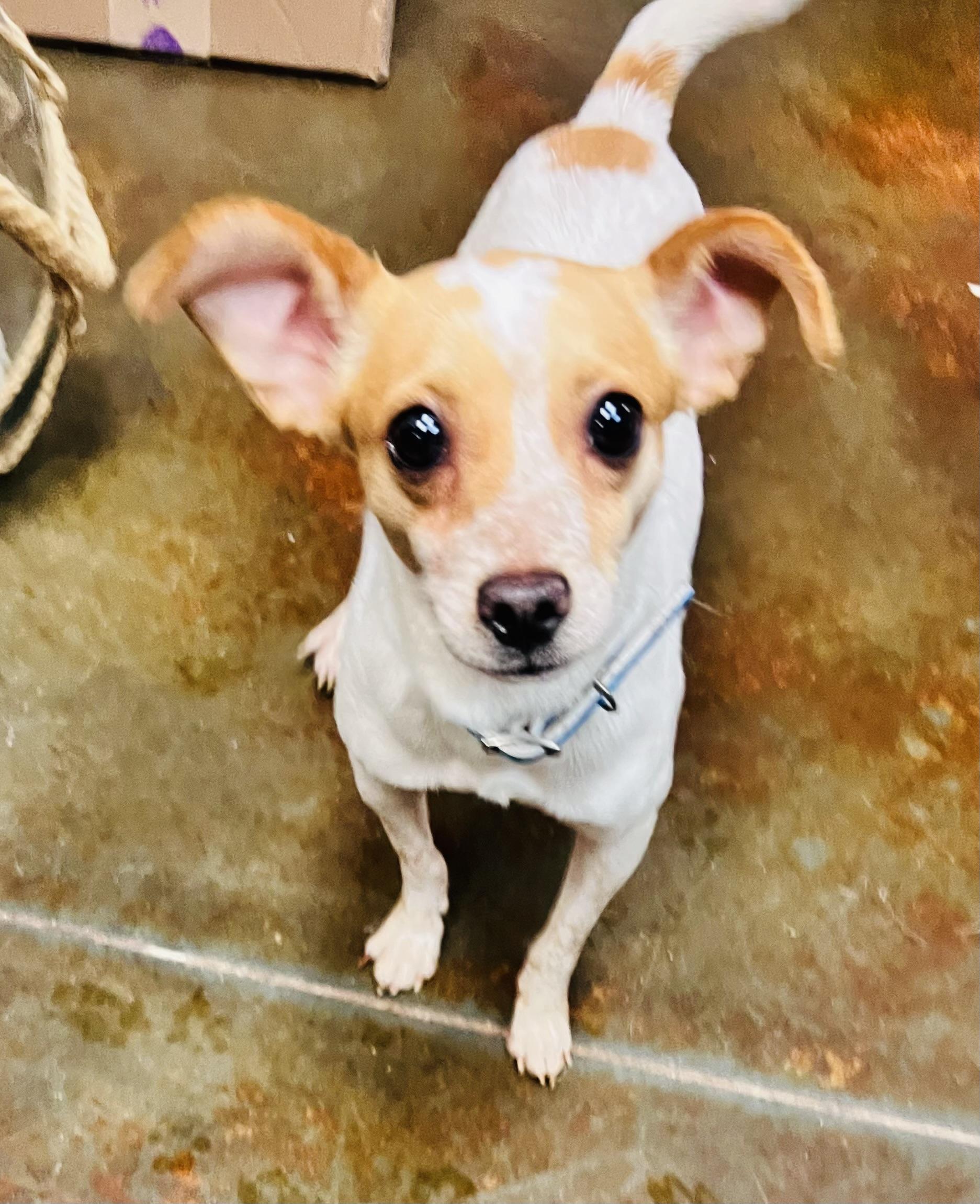 Nico, adoptable, Adult Male Chihuahua.