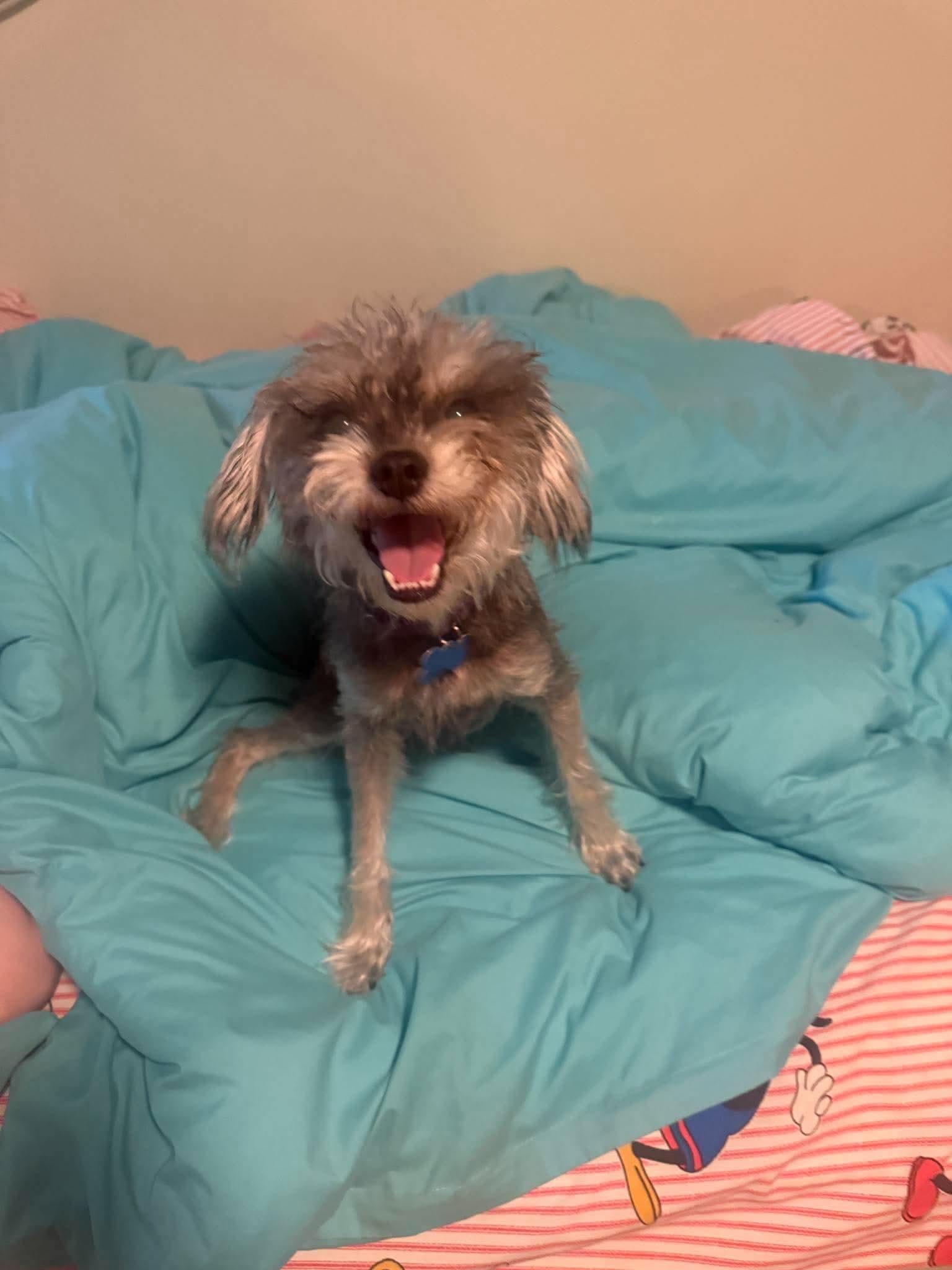 Enlarge Gwen, a Adoptable mixed breed in Orange, CA image 1/2