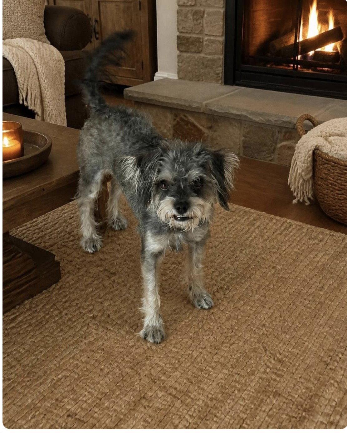 Enlarge Gwen, a Adoptable mixed breed in Orange, CA image 2/2