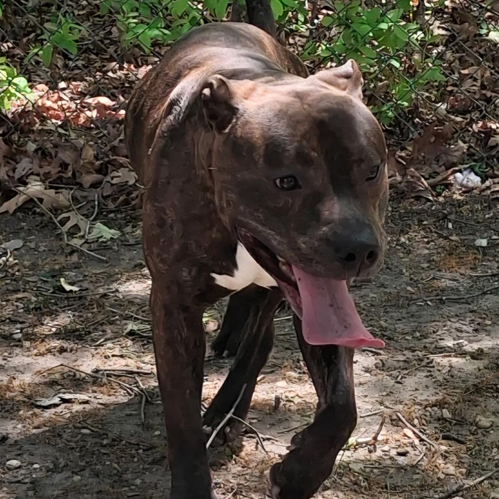 Enlarge Apollo, a Adoptable mixed breed in Waldorf, MD image 1/3