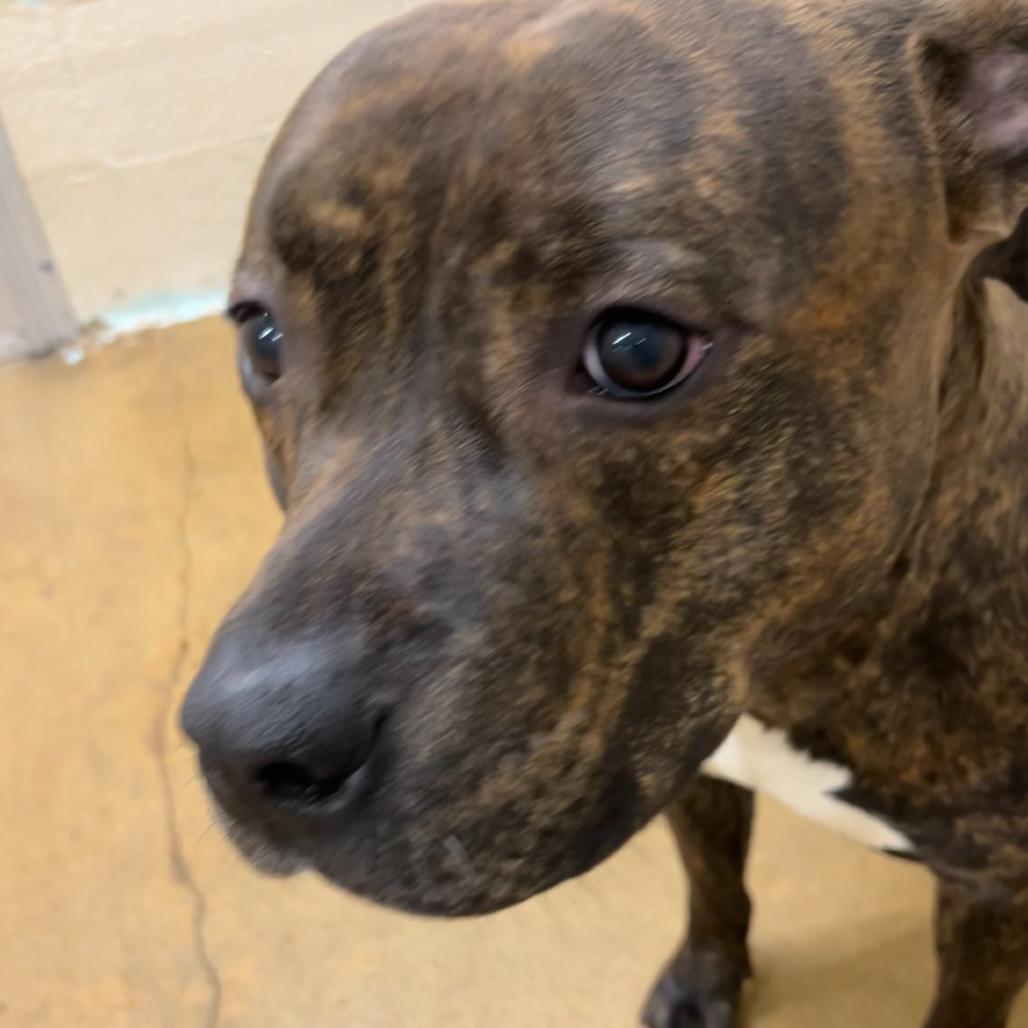 Apollo, Adoptable, Adult Male Pit Bull Terrier.