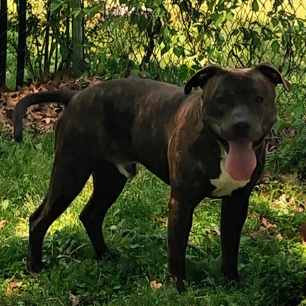 Enlarge Apollo, a Adoptable mixed breed in Waldorf, MD image 3/3