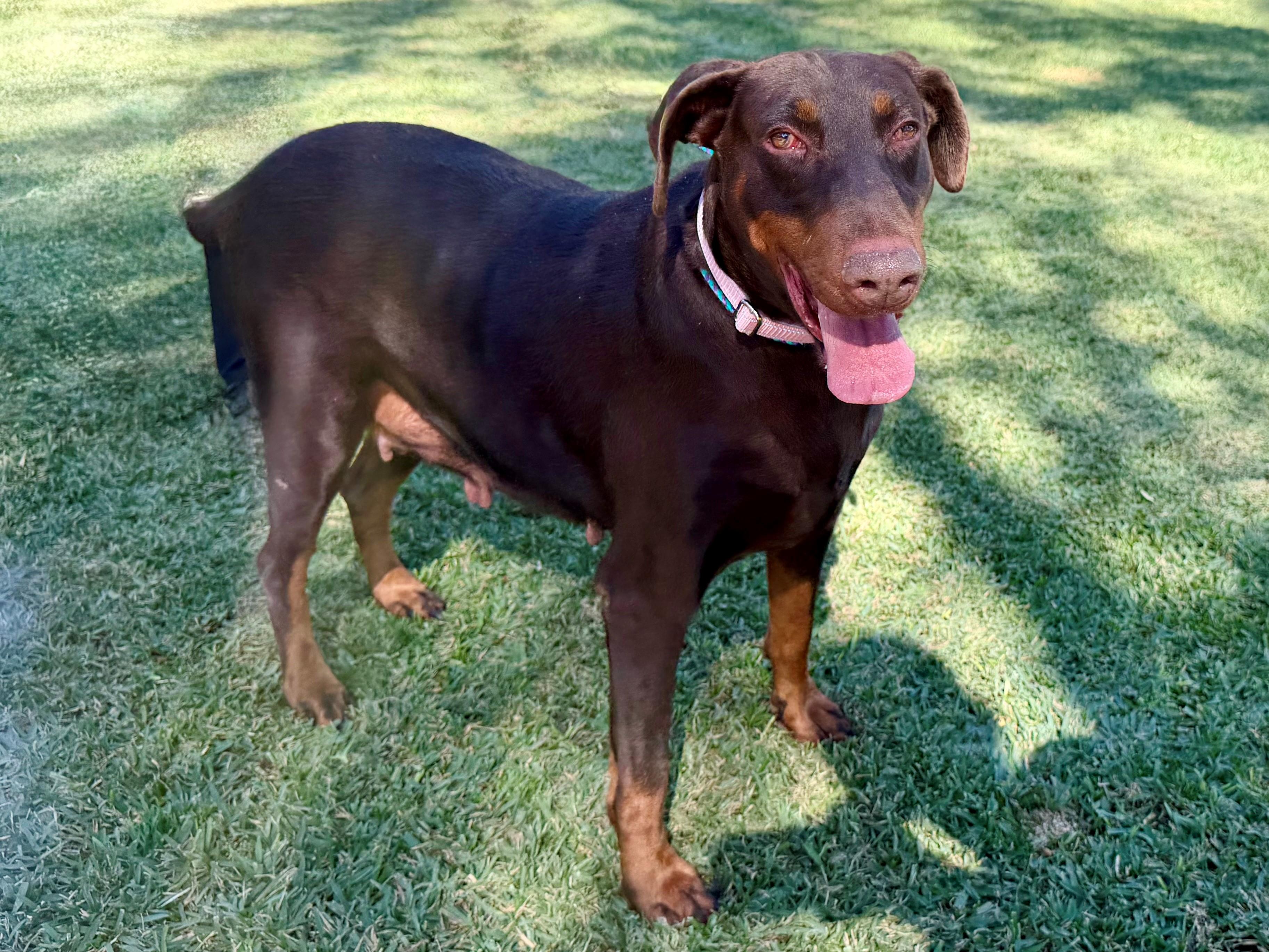 Roja, ADOPTABLE, Adult Female Doberman Pinscher.