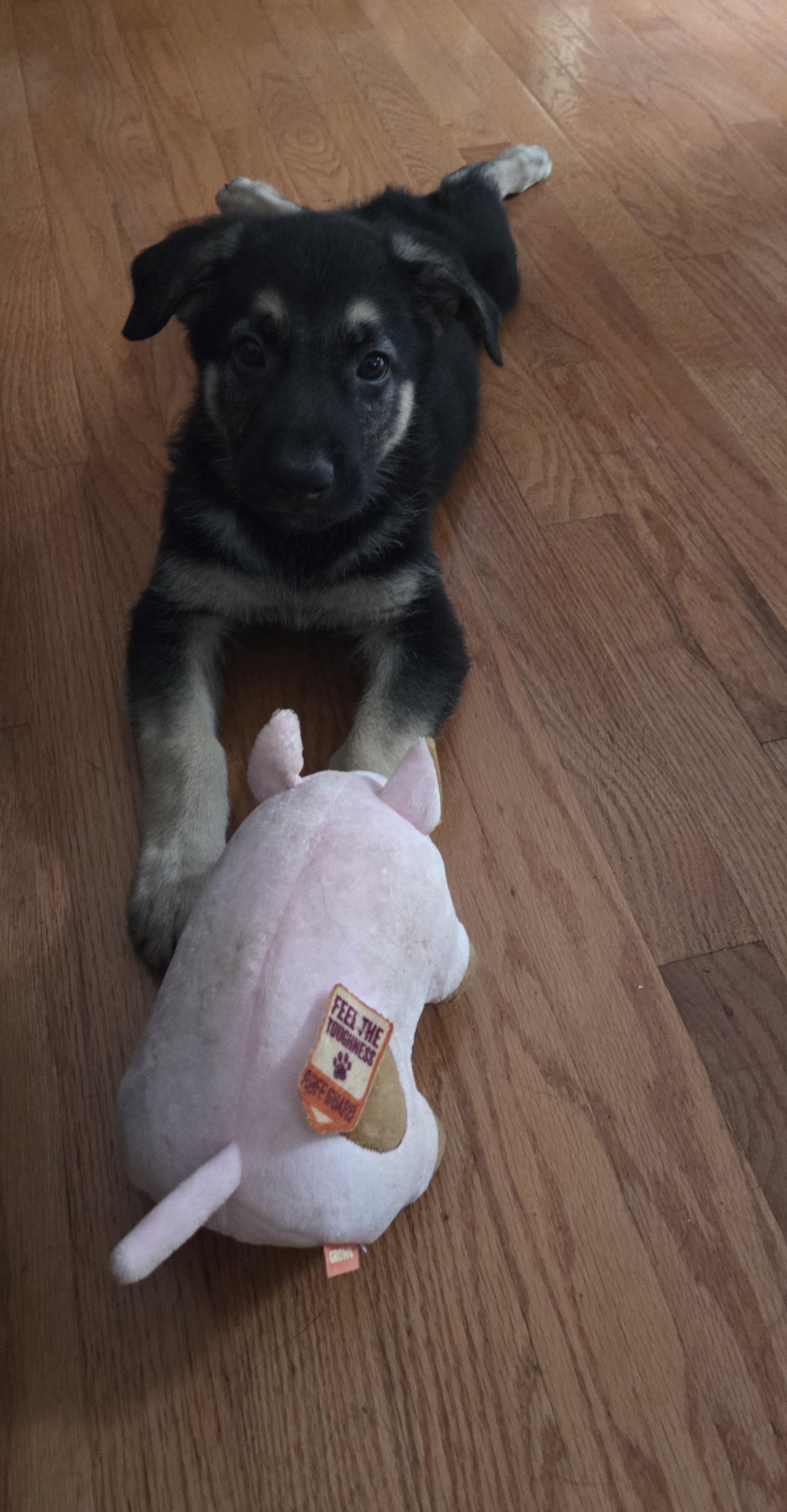 Jackson 7317, Adoptable, Puppy Male German Shepherd Dog.