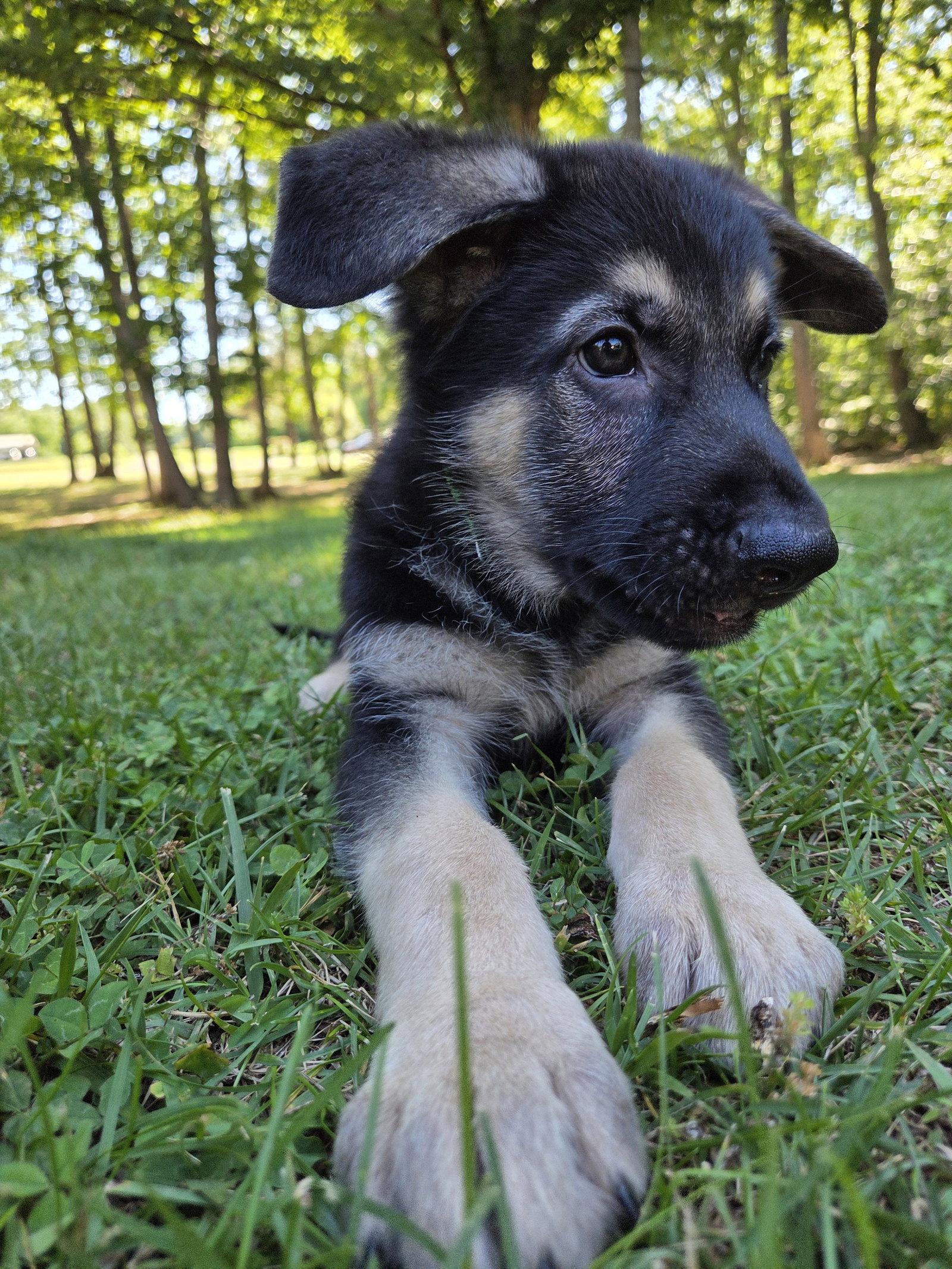 Enlarge Jackson 7317, a Adoptable German Shepherd Dog in Centreville, VA image 2/3