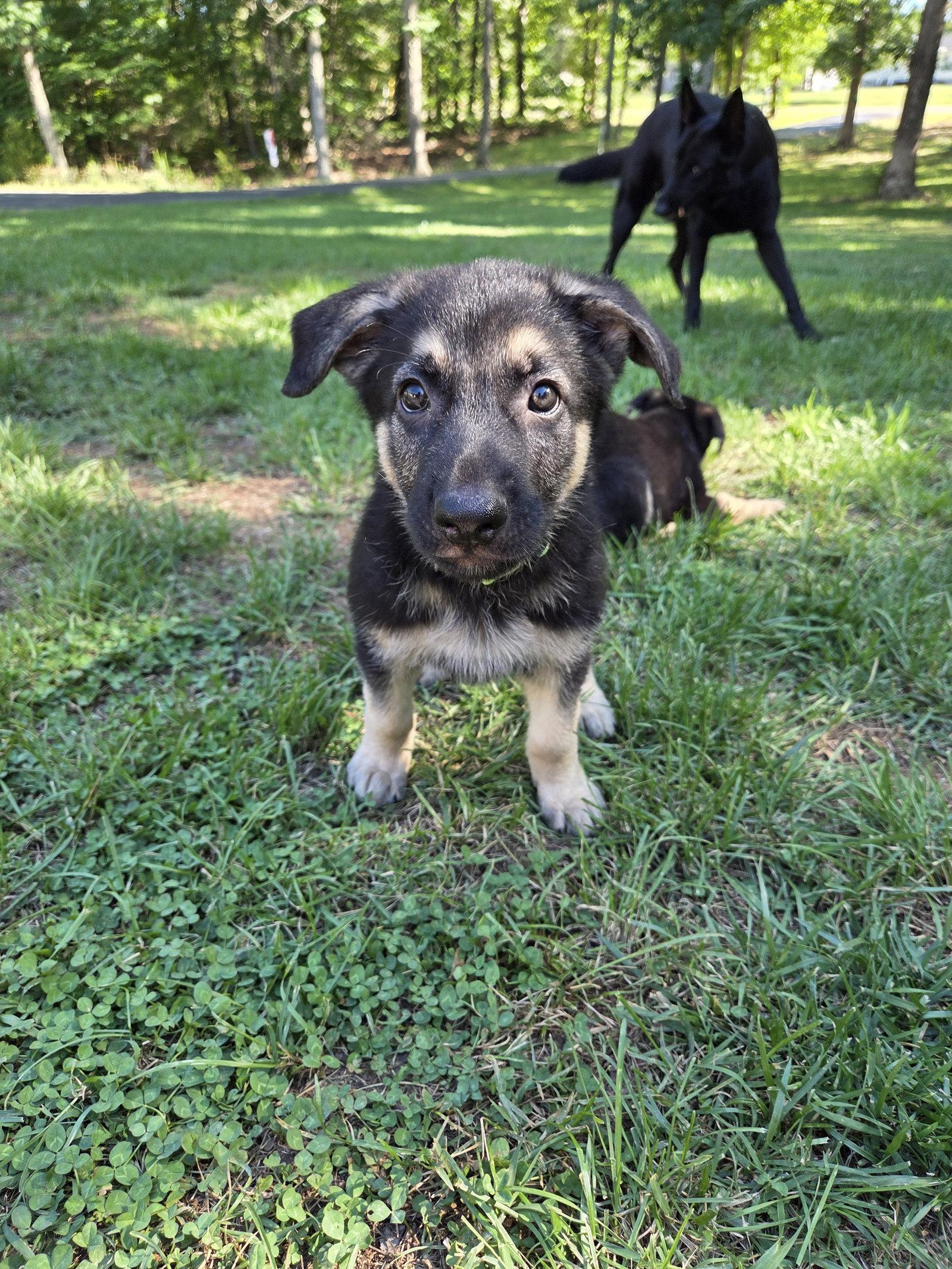 Enlarge Jackson 7317, a Adoptable German Shepherd Dog in Centreville, VA image 3/3
