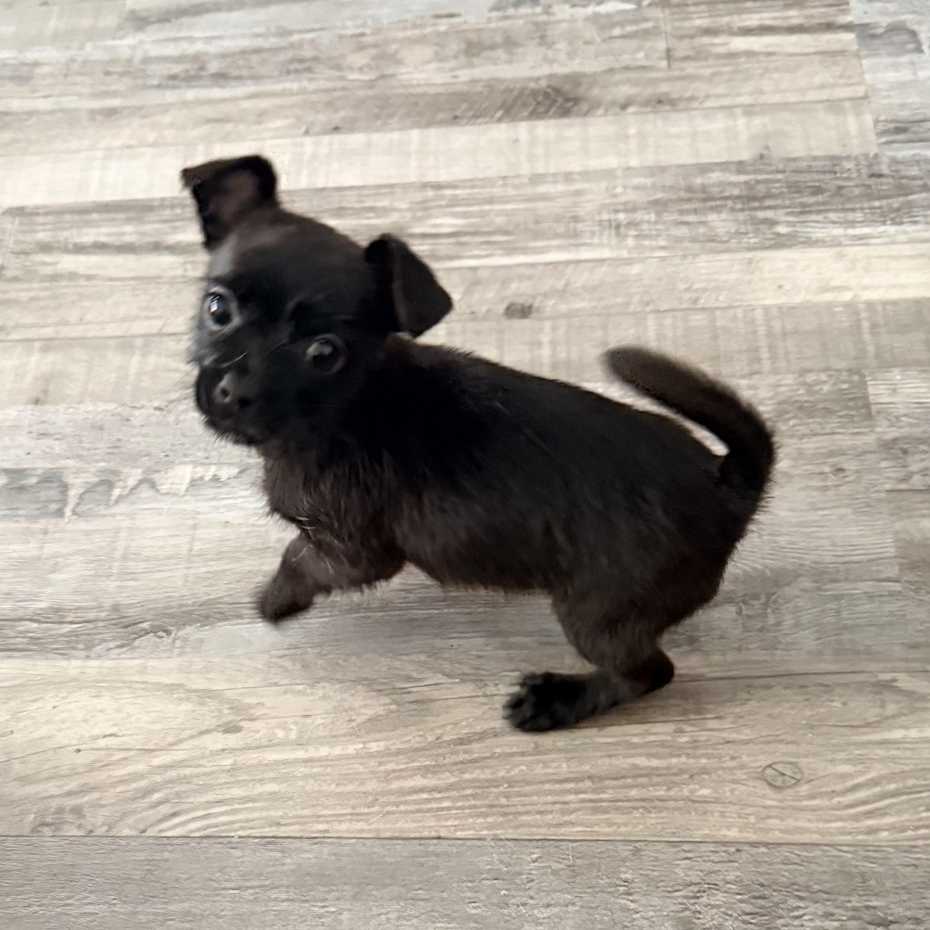 Enlarge Nacho, an adopted mixed breed in Copiague, NY image 4/4